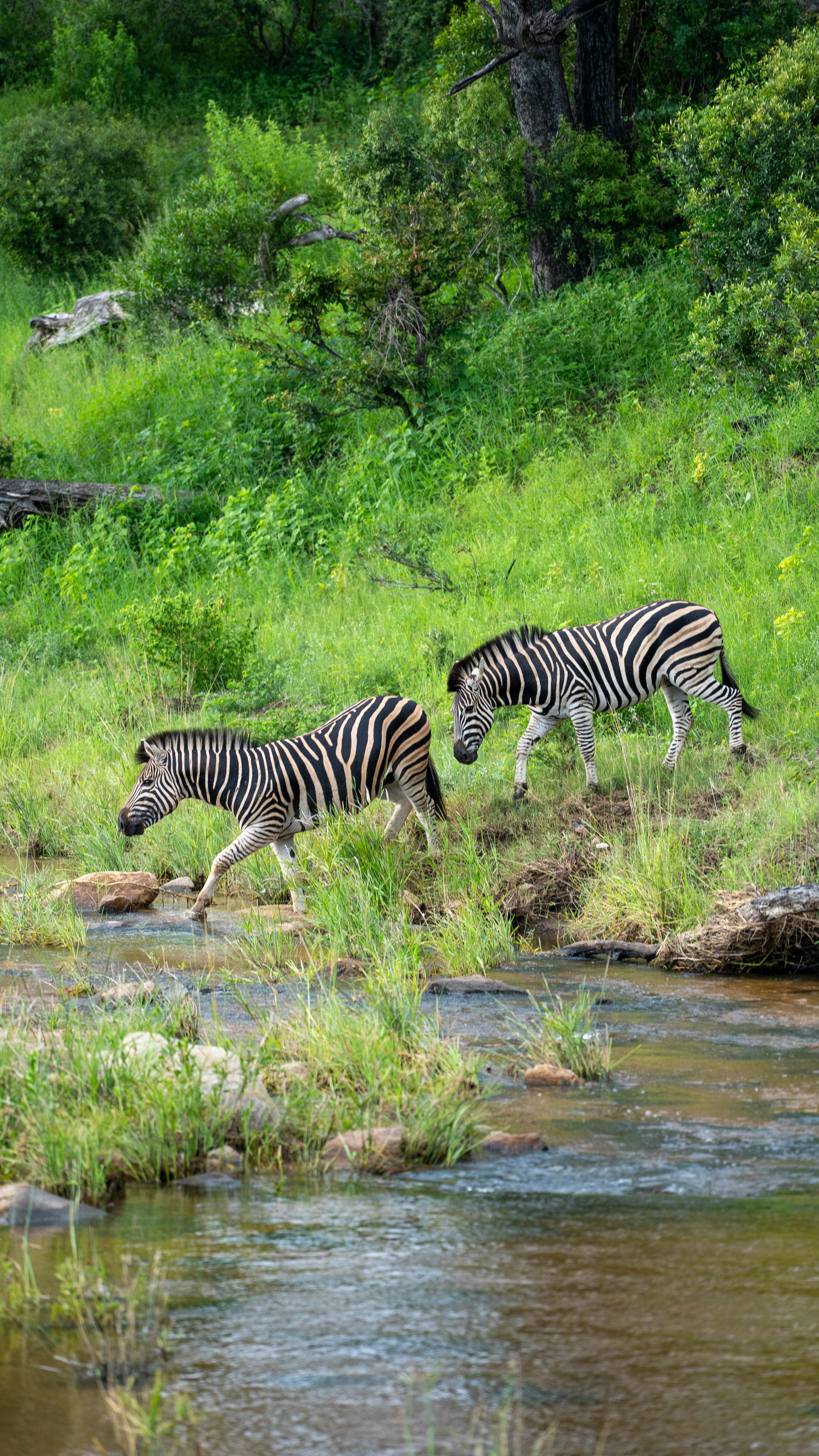 Two Zebras Crossing a Stream