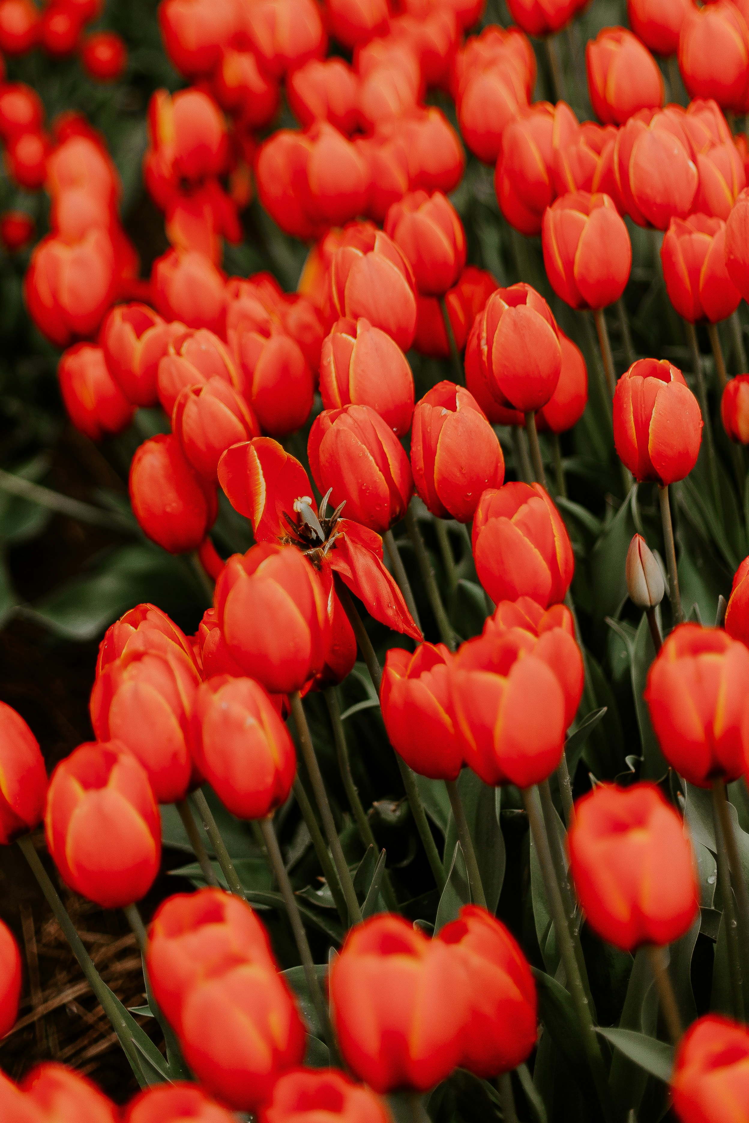 Blooming Red Tulip Field