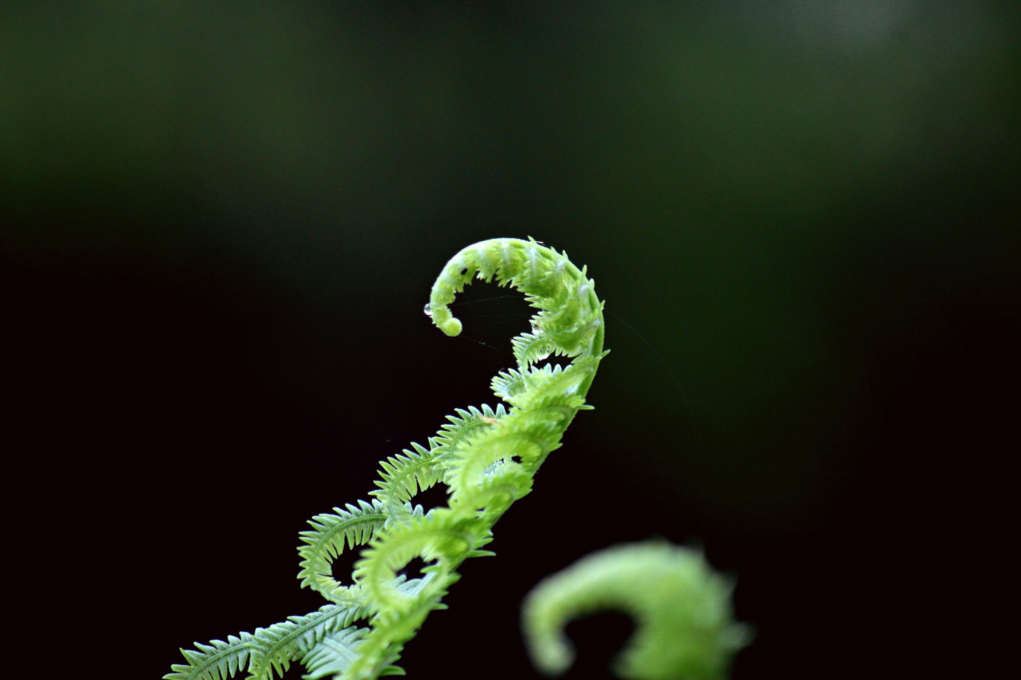 Curled Young Fern Frond