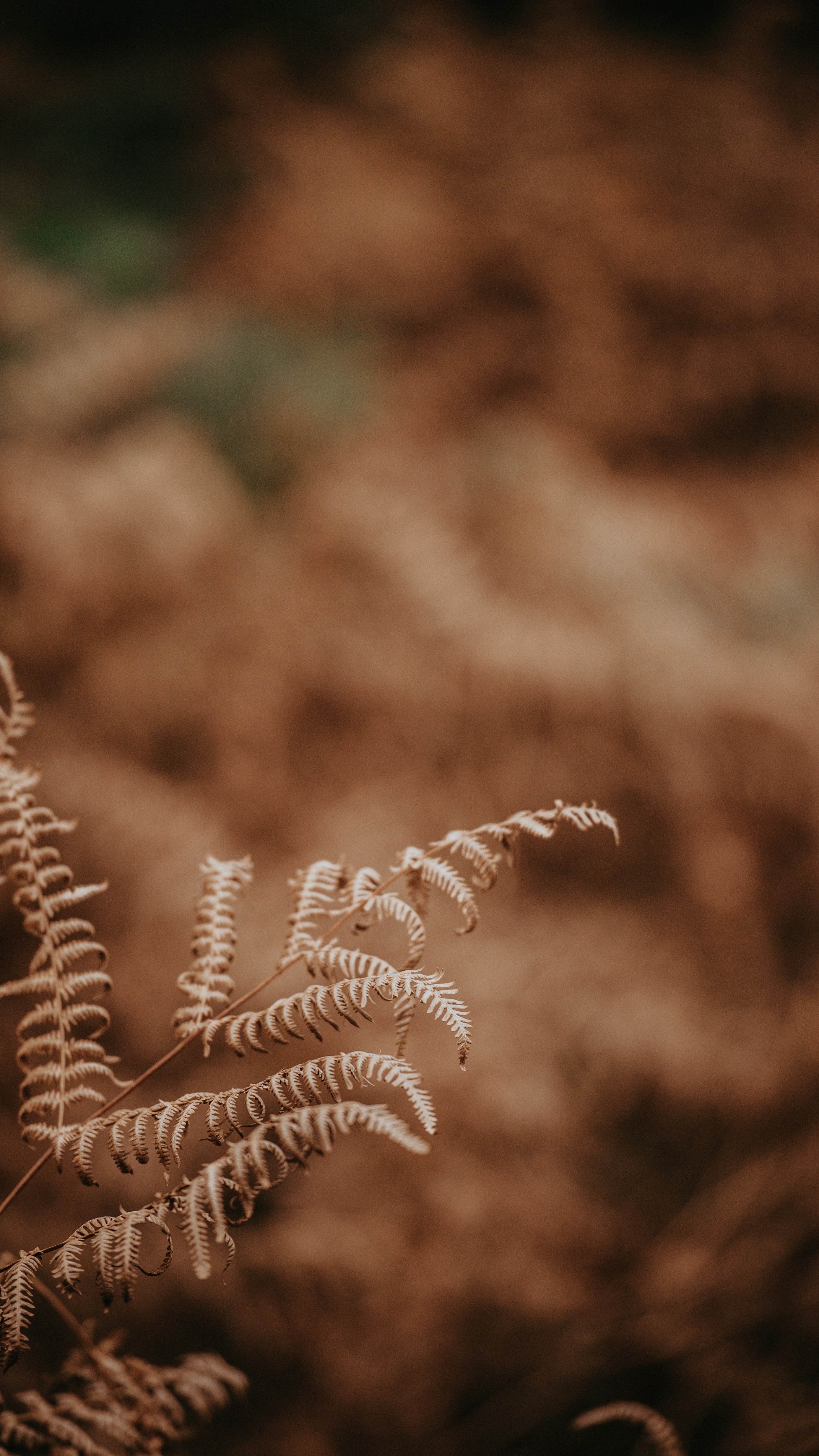 Dried Brown Fern Close Up