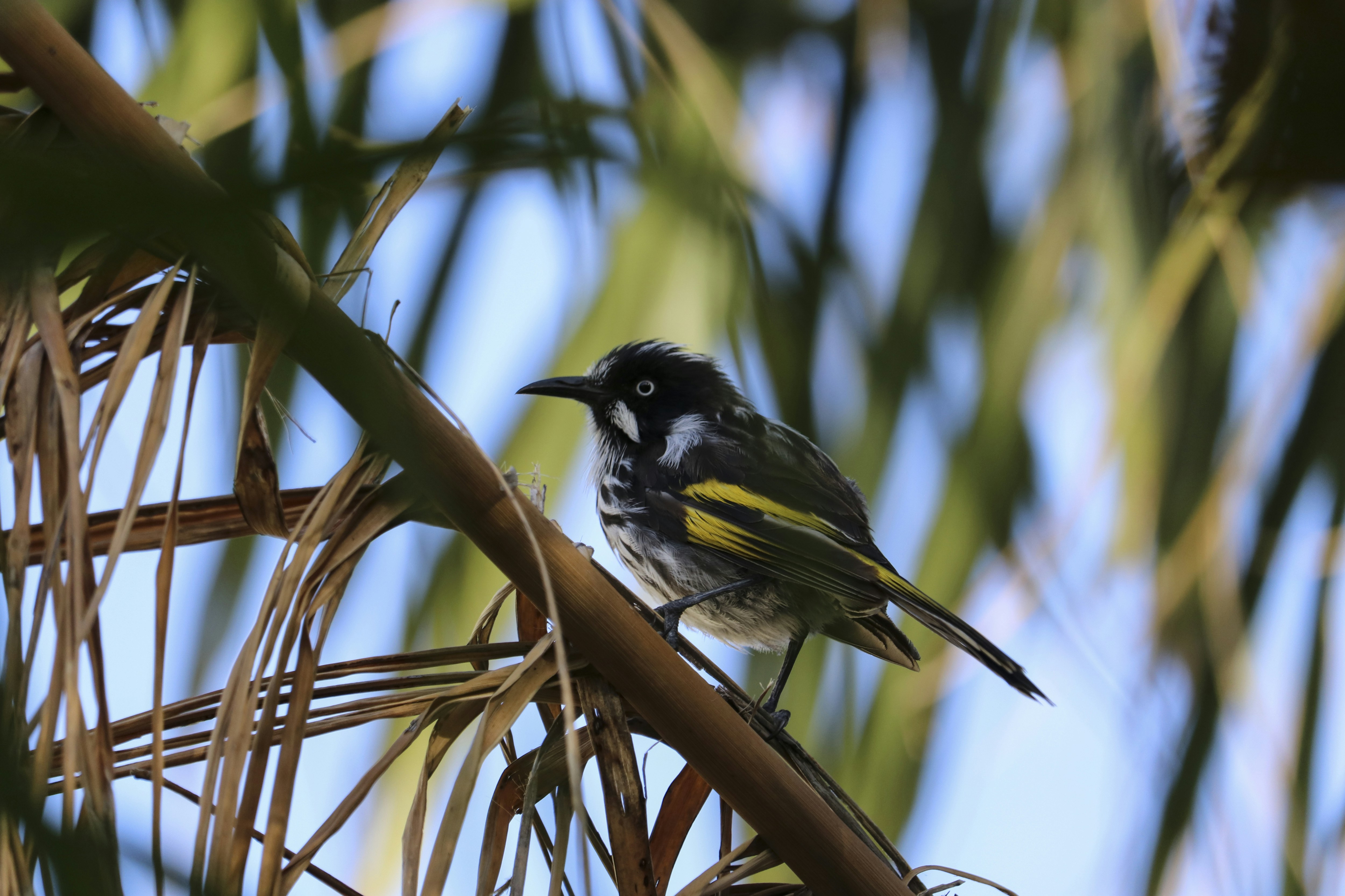 Honeyeater Perched on Palm Branch