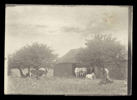 Vintage Farm Cows in Pasture