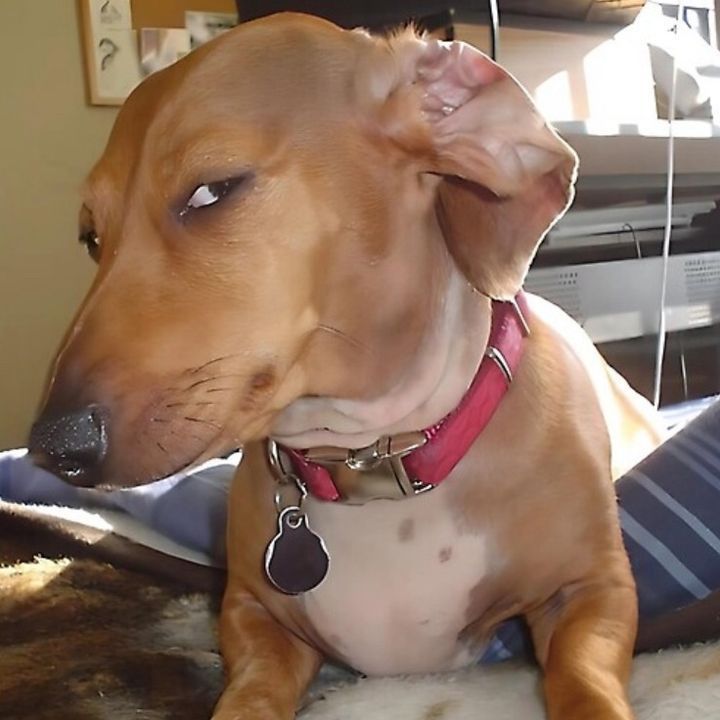 Funny Optical Illusion Dog
