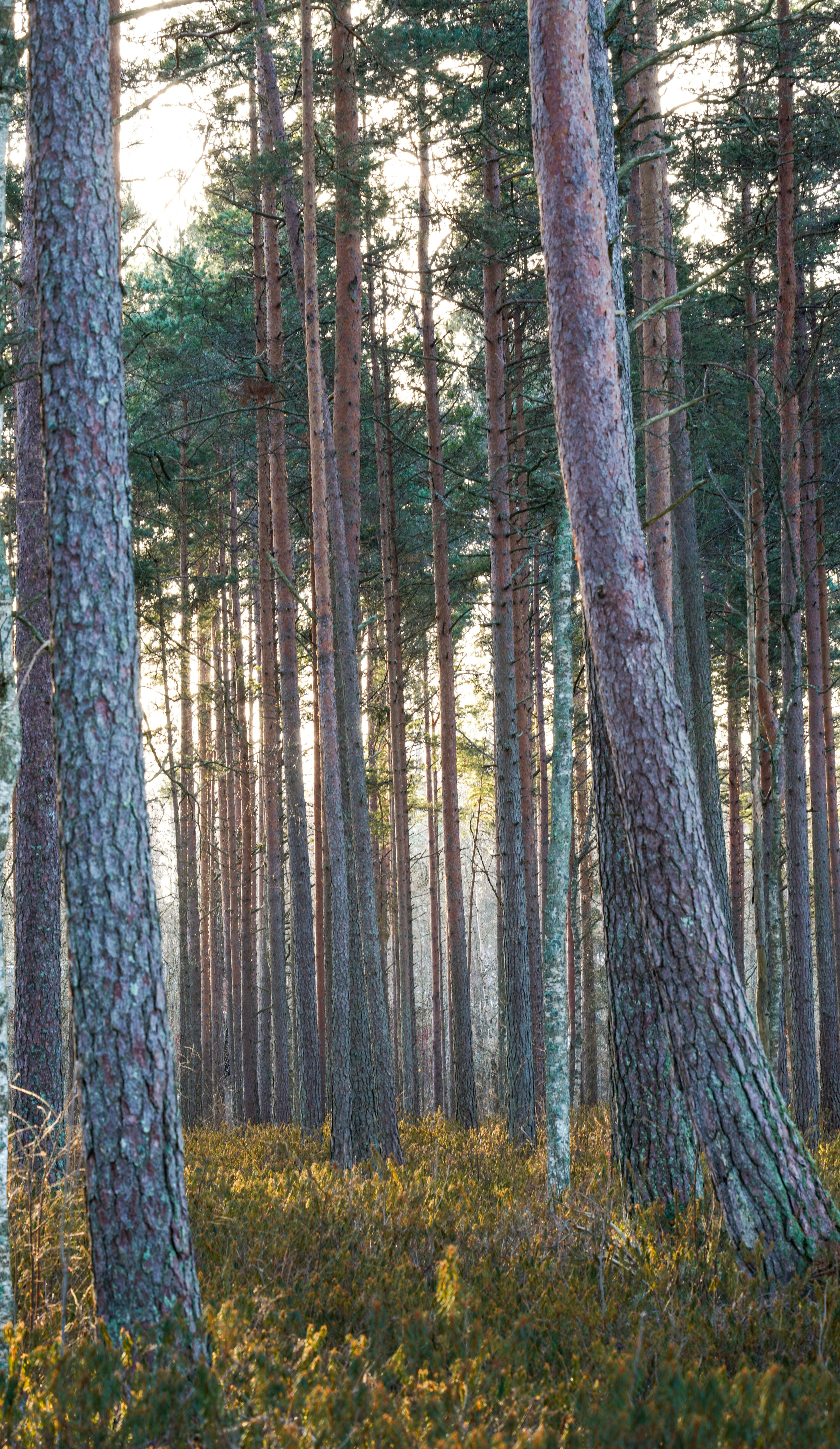 Dense Tall Pine Forest