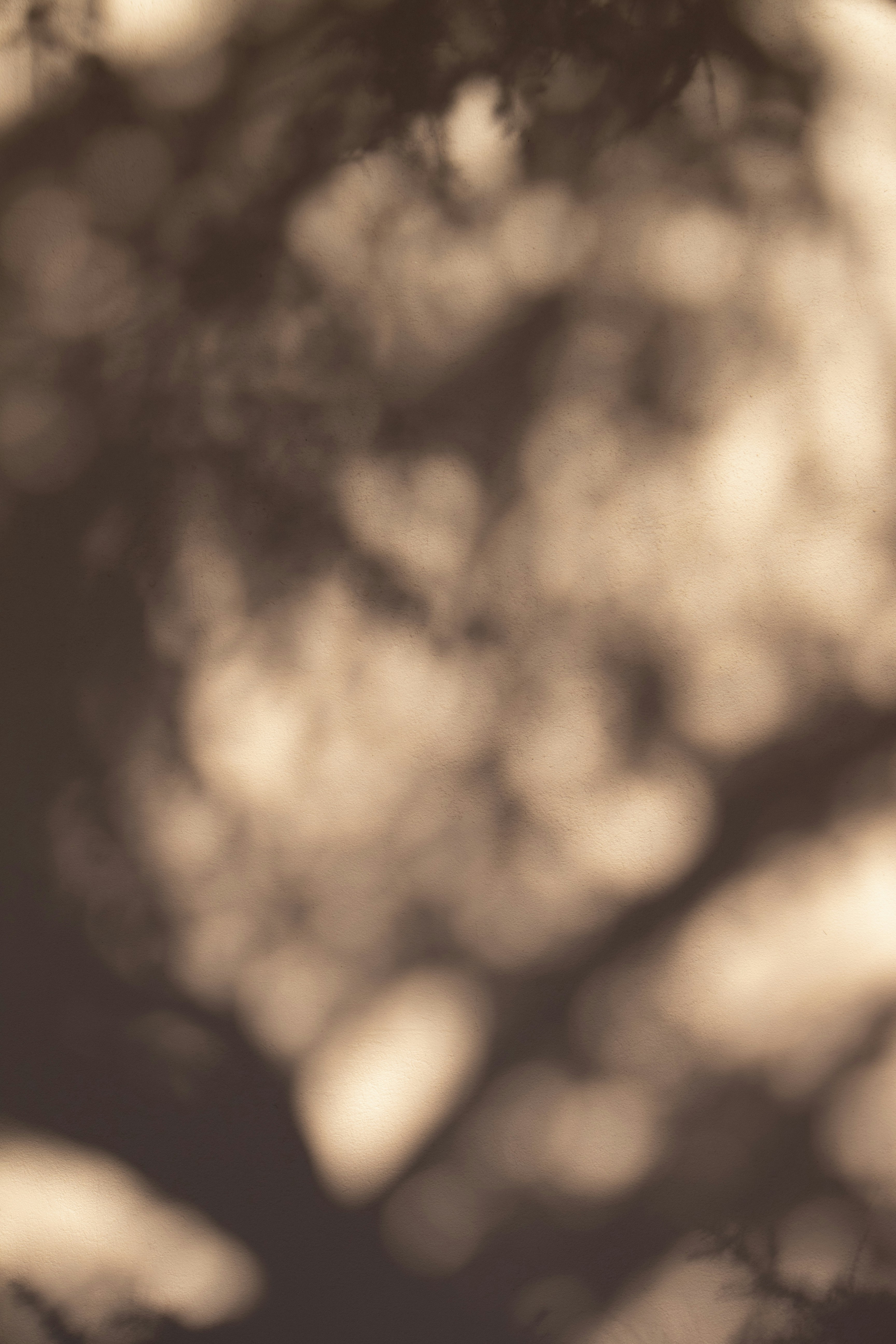Sepia Bokeh Sunlight Through Foliage