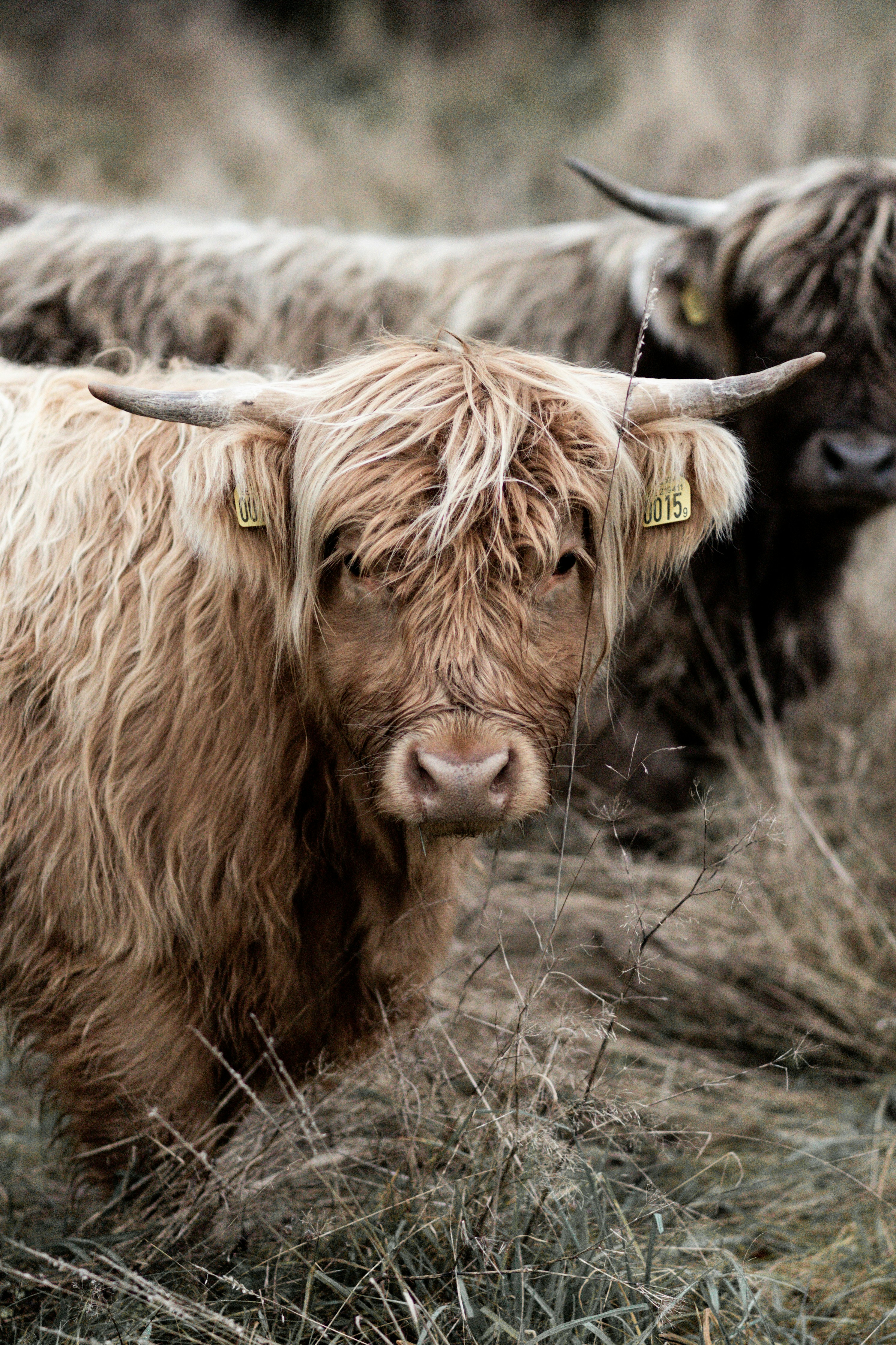 Two Highland Cattle In Dry Grass