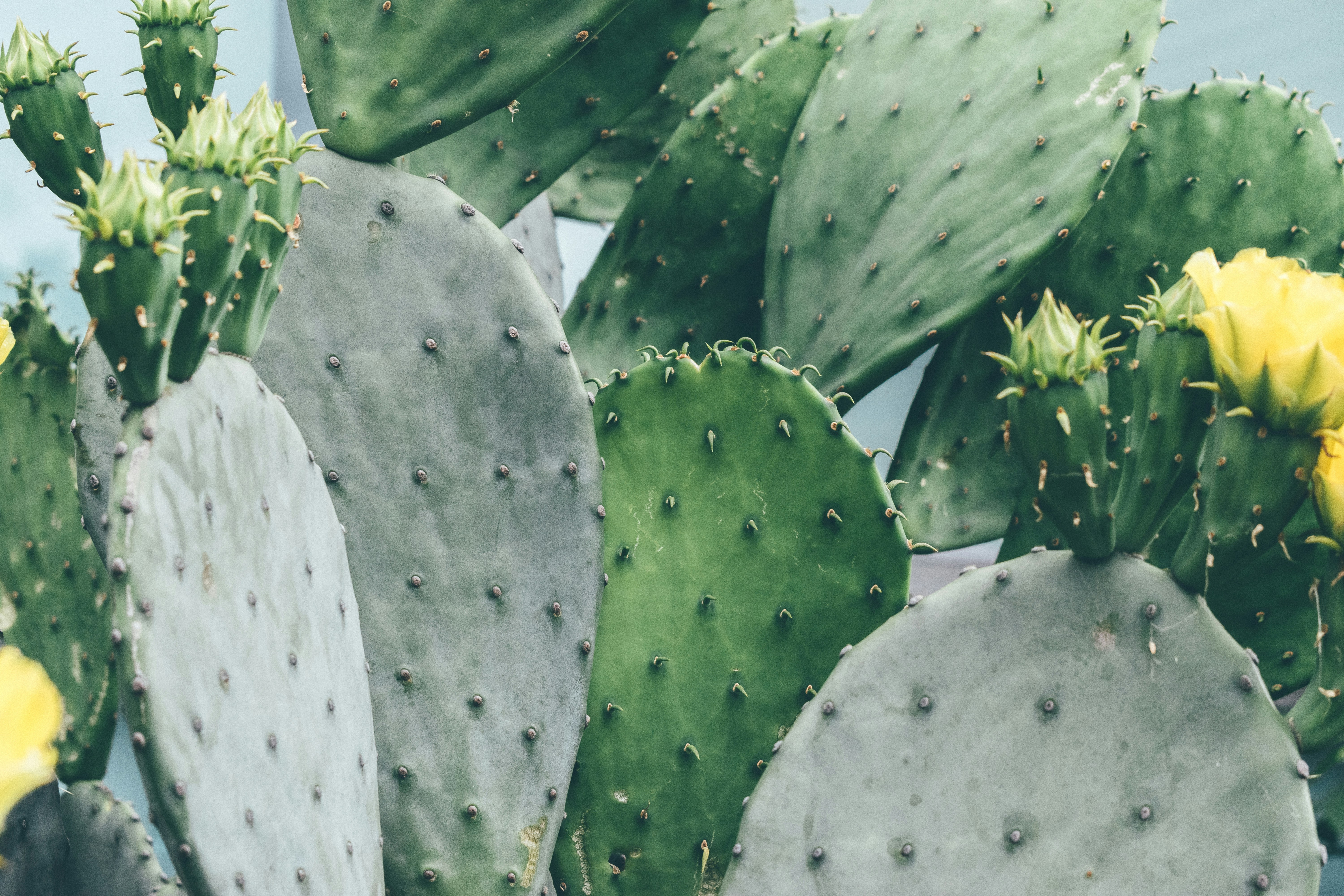 Flowering Prickly Pear Cactus