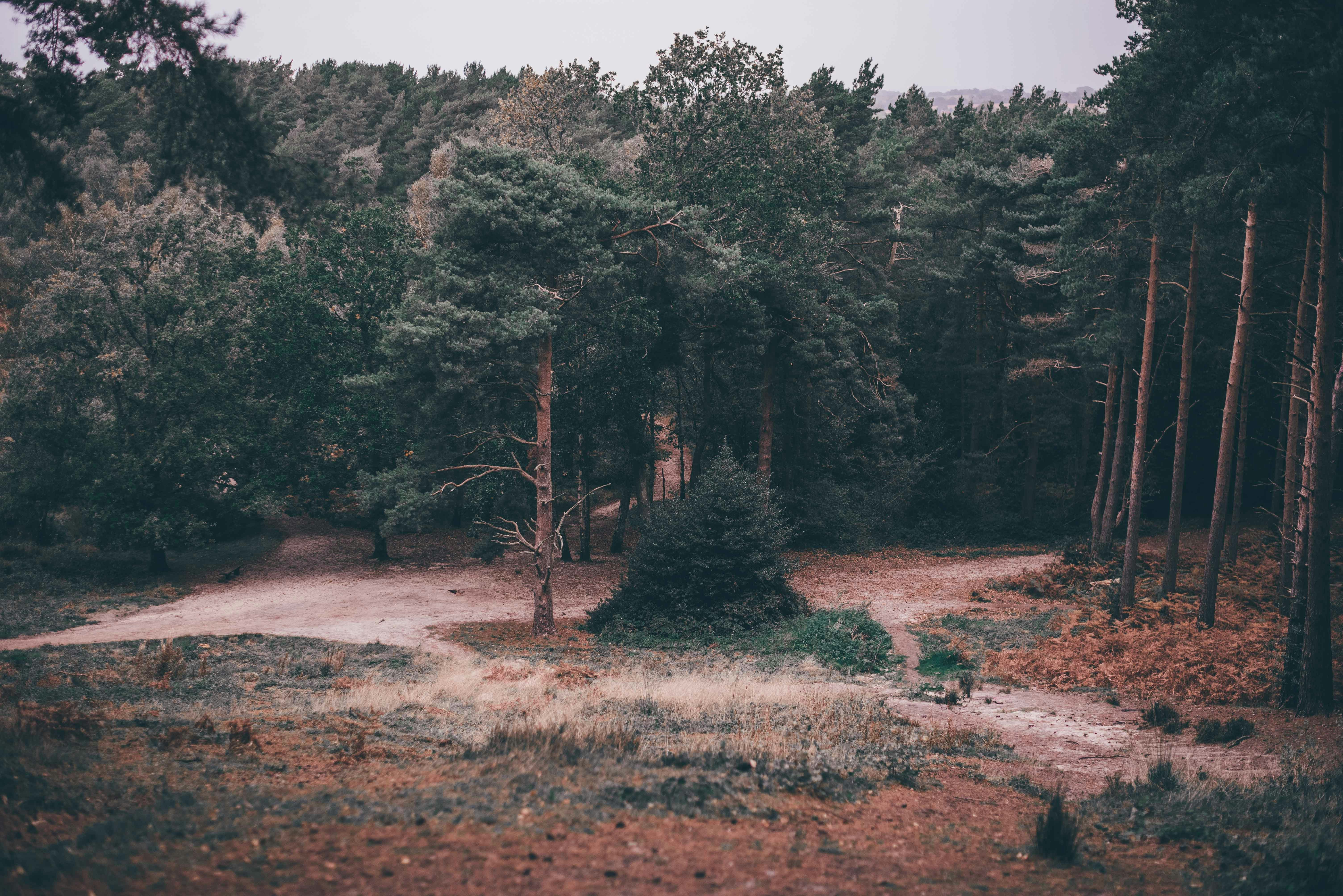 Forked Path in Dense Forest