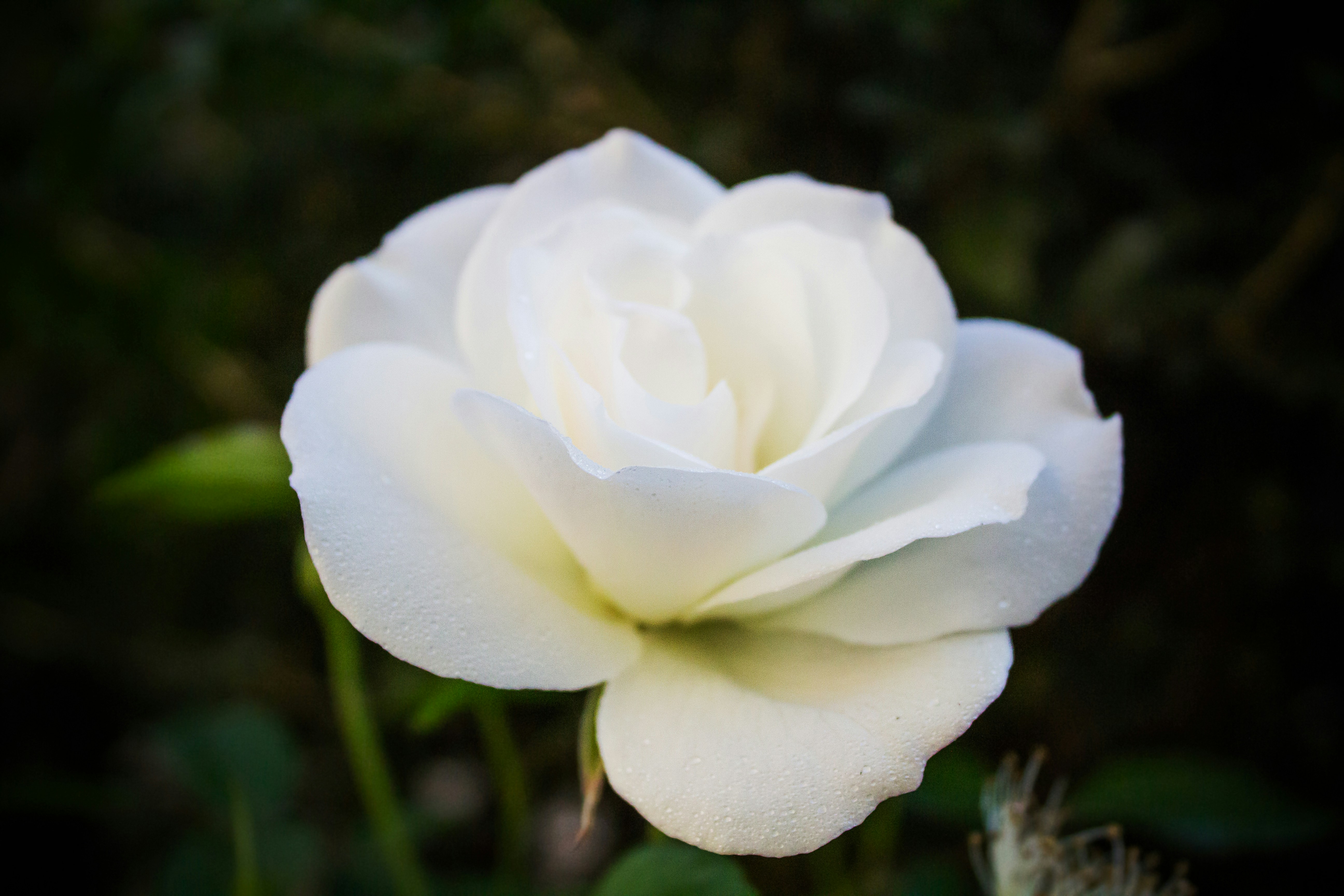 Close-up of Blooming White Rose