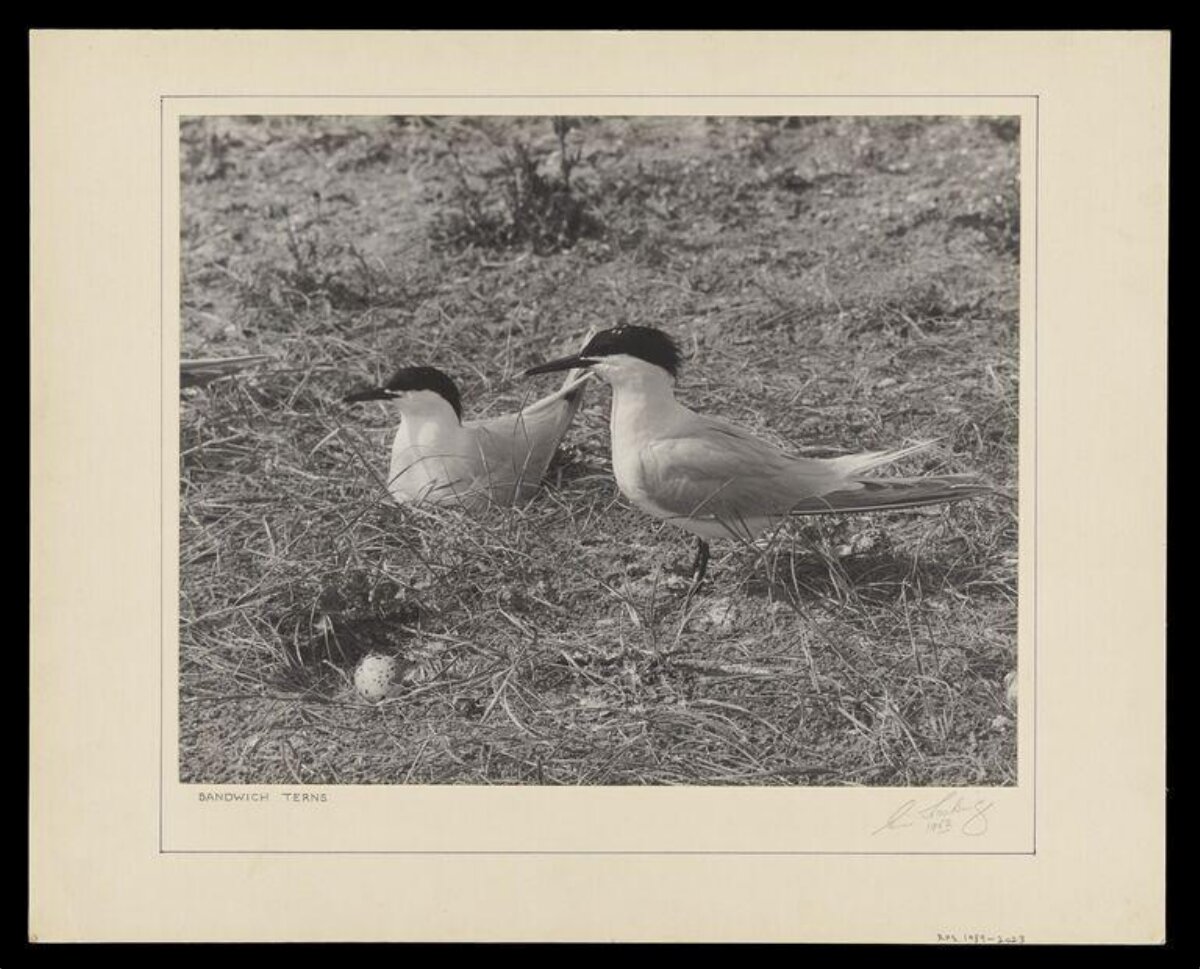 Two Sandwich Terns at Nest