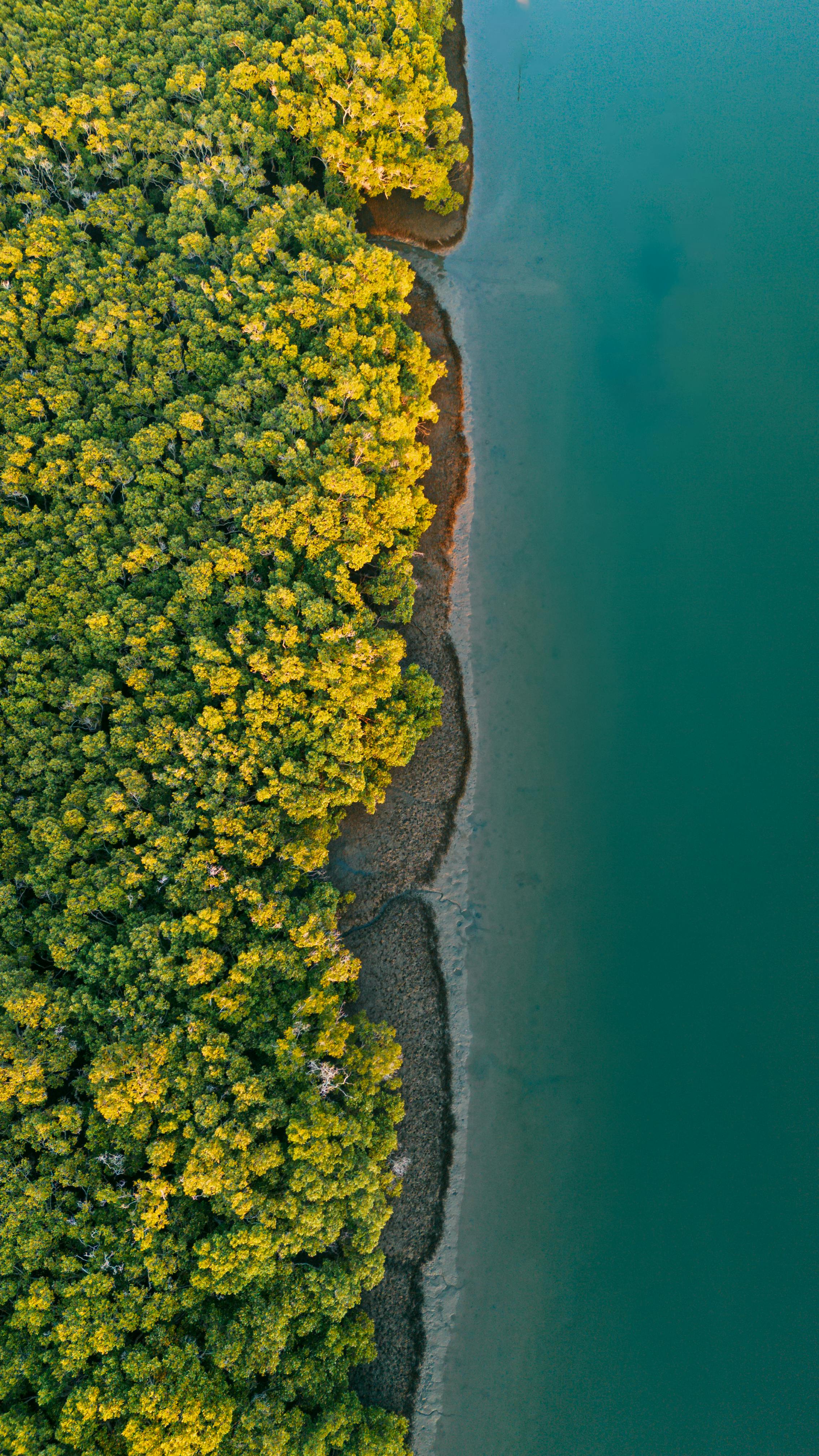 Aerial View of Forest Beside Calm Water