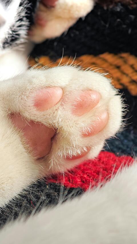 Close Up of White Cat Paw