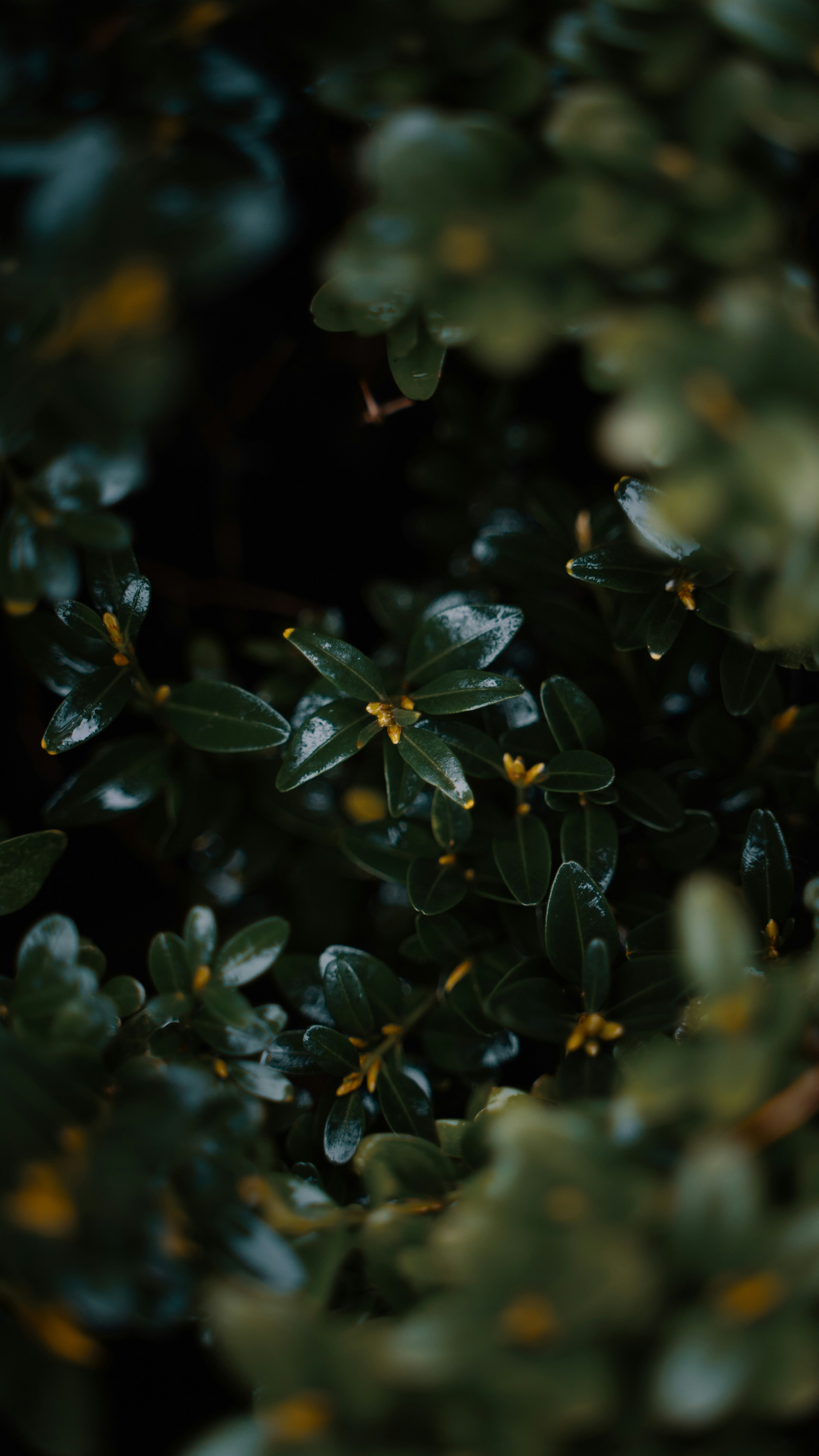 Wallpapers