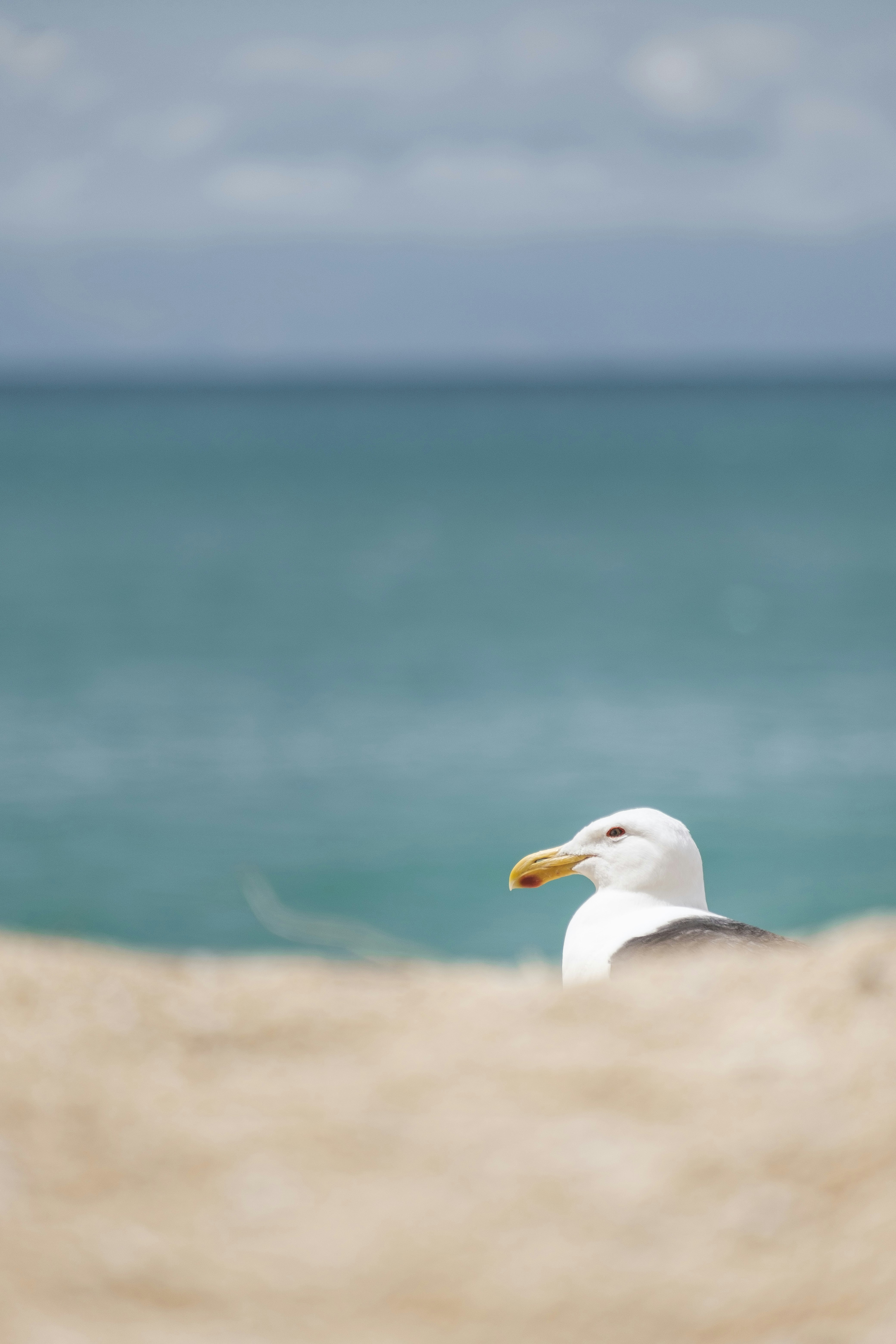Seagull on Beach