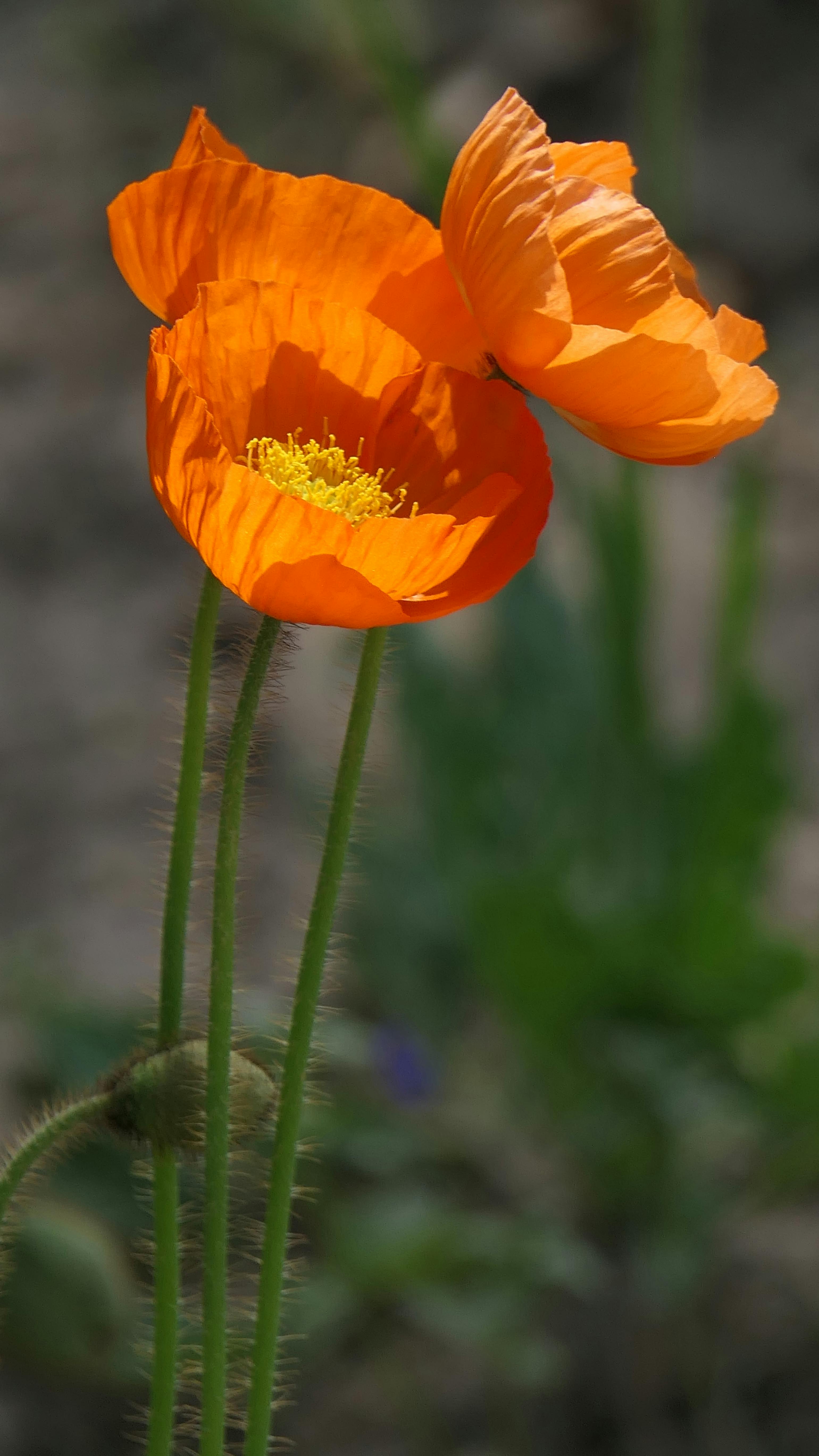 Three Orange Poppies