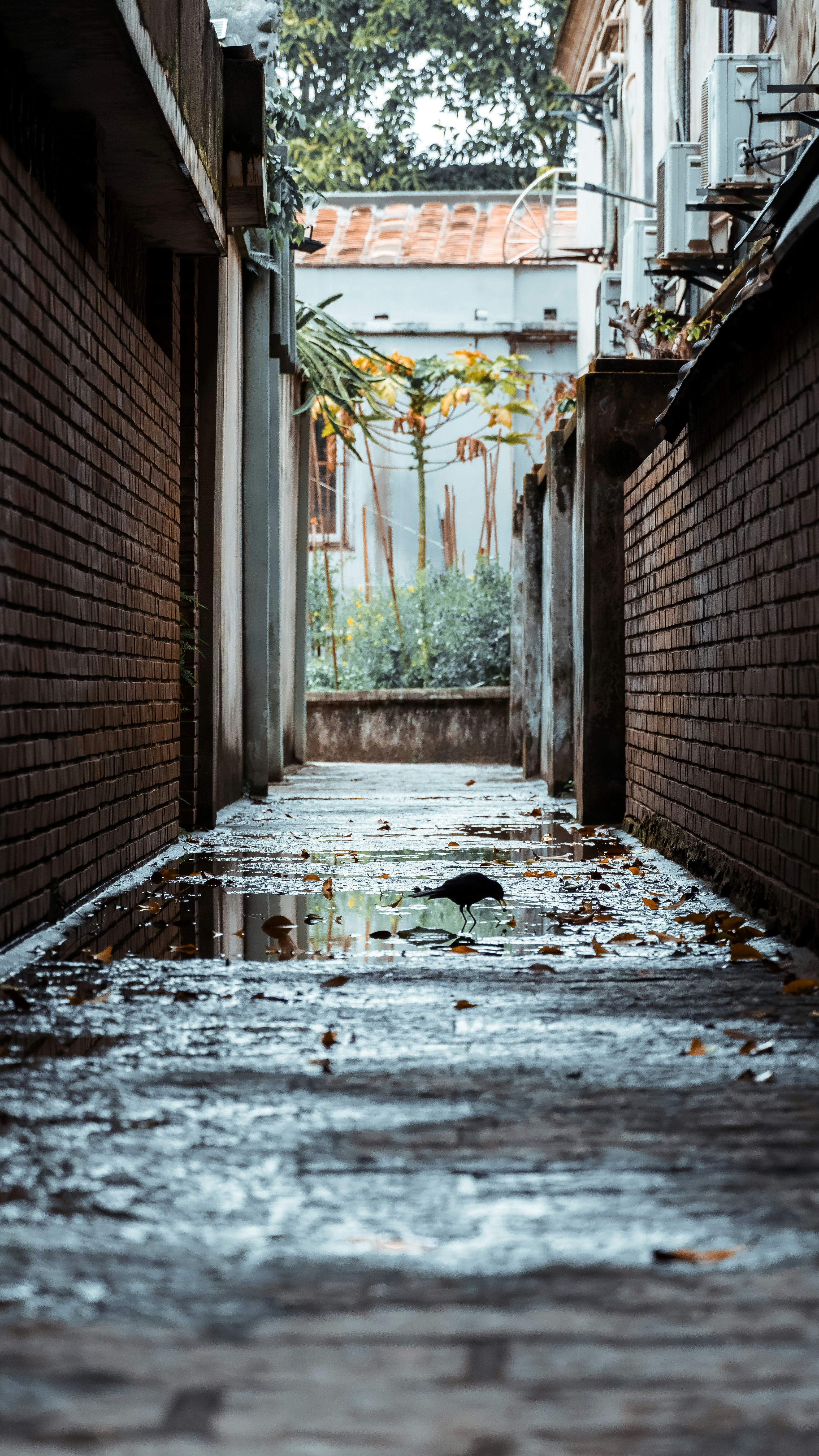 Wallpapers