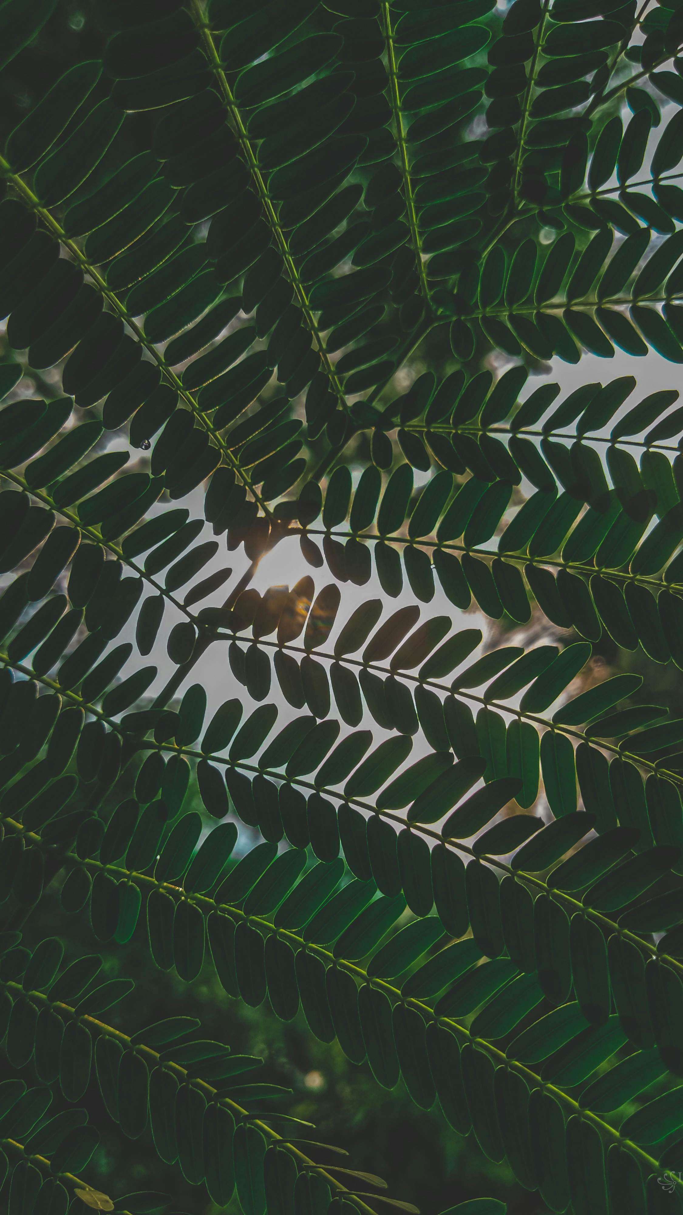 Wallpapers