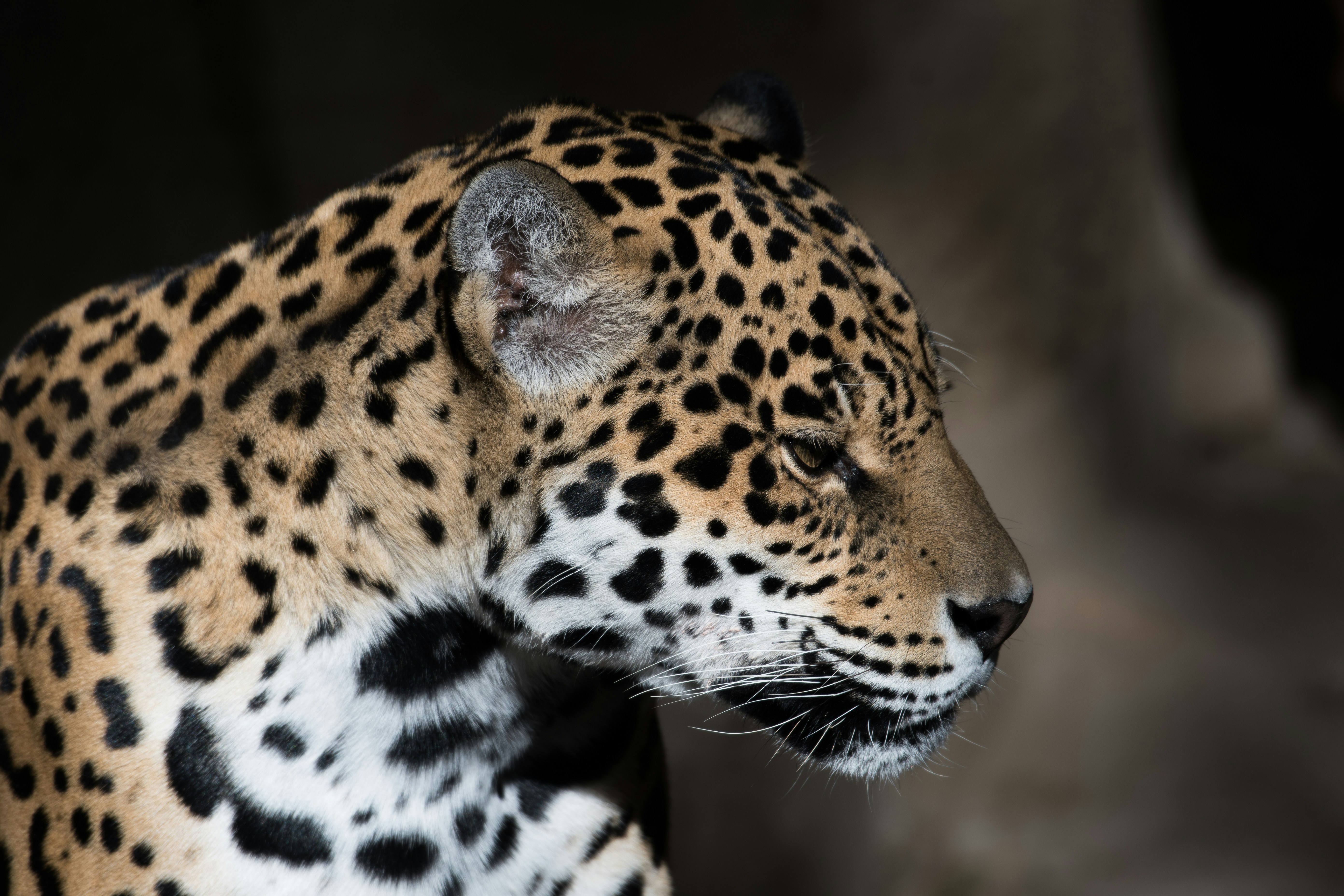 Side Profile of a Jaguar