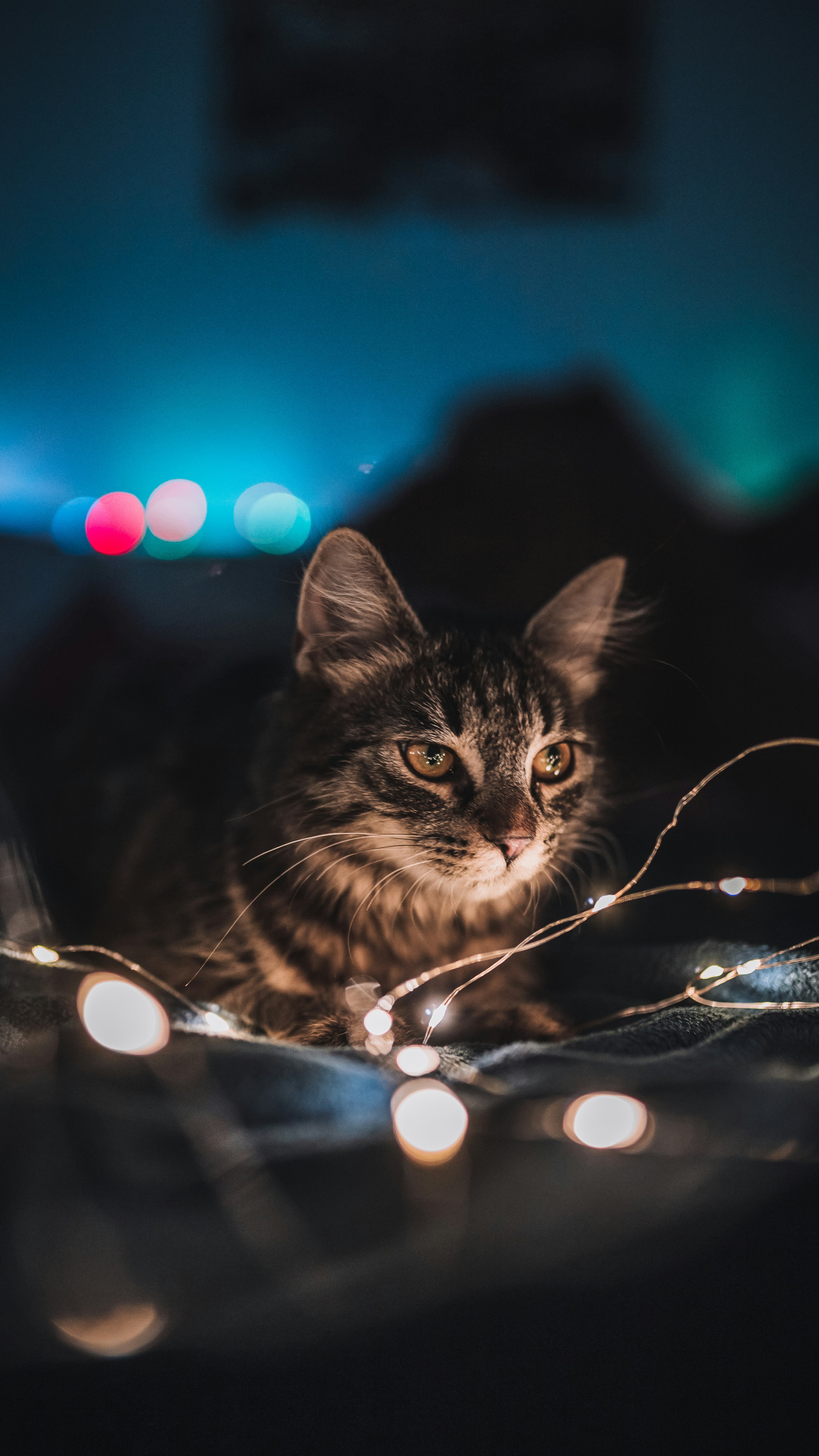 Tabby Cat Among Warm Fairy Lights — Phone Backgrounds