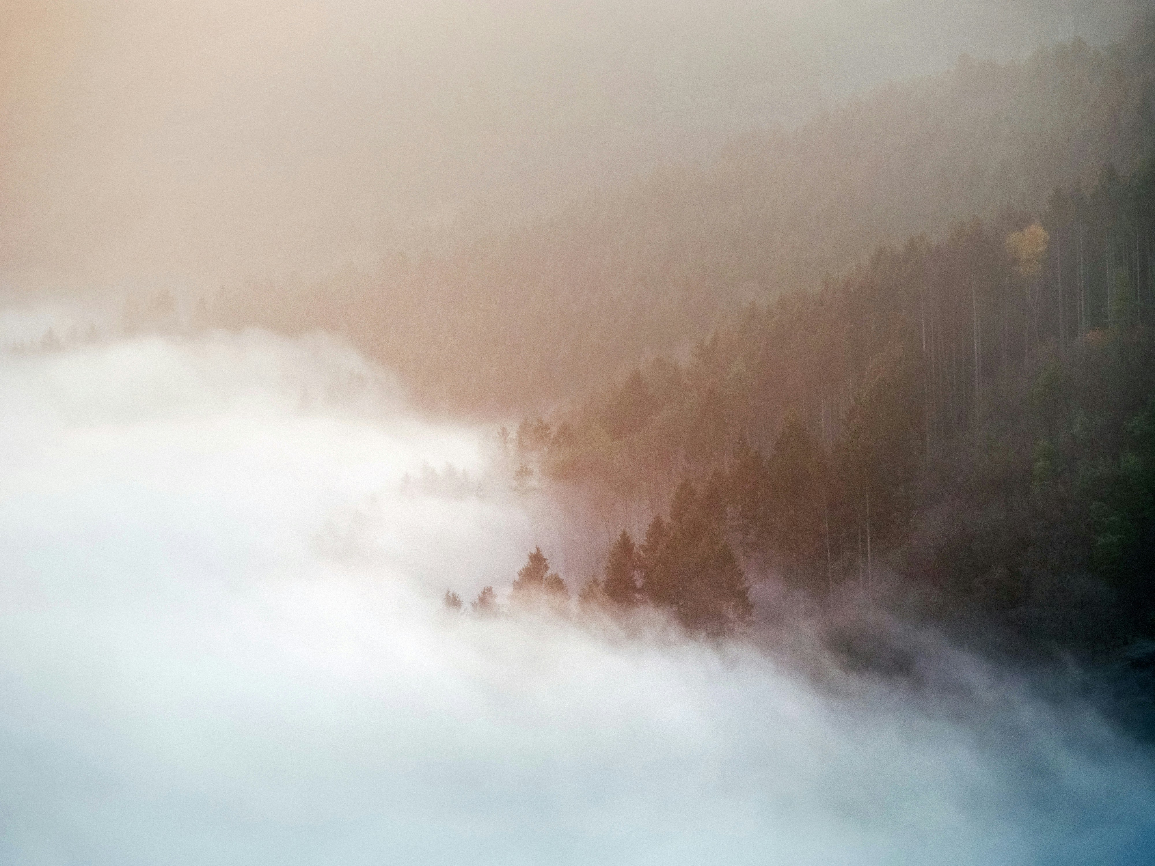 Foggy Mountain Forest