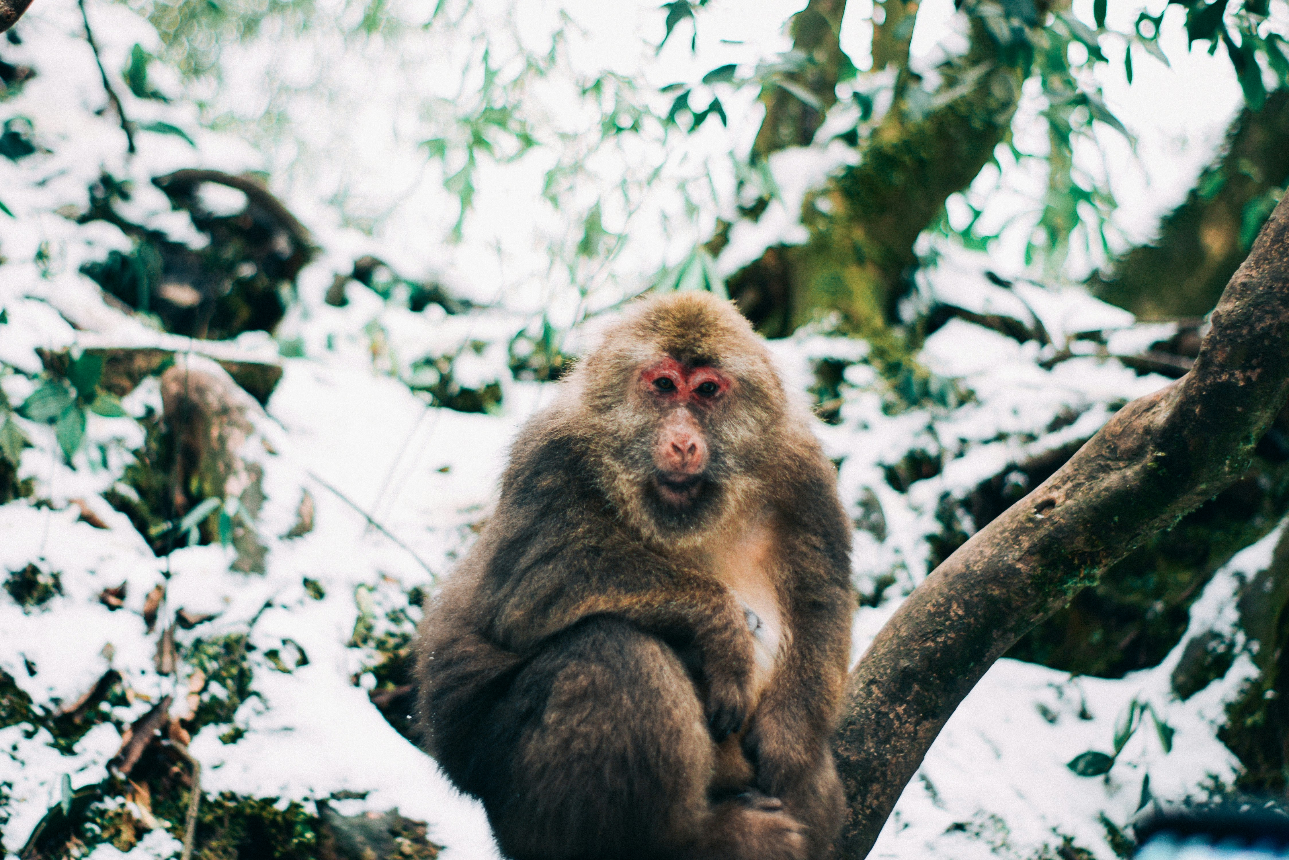 Tibetan Macaque in Snowy Forest