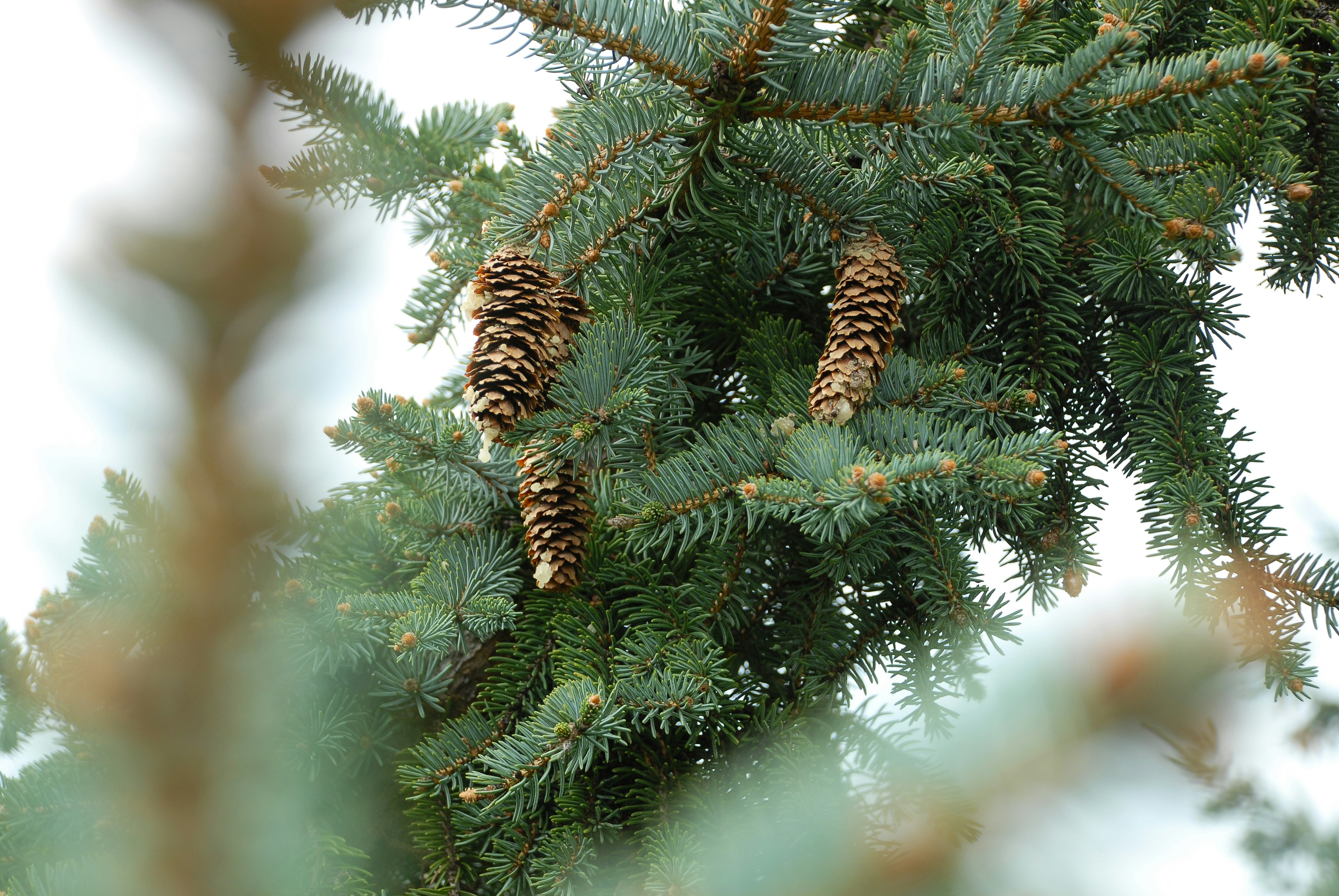 Spruce Branches with Pinecones