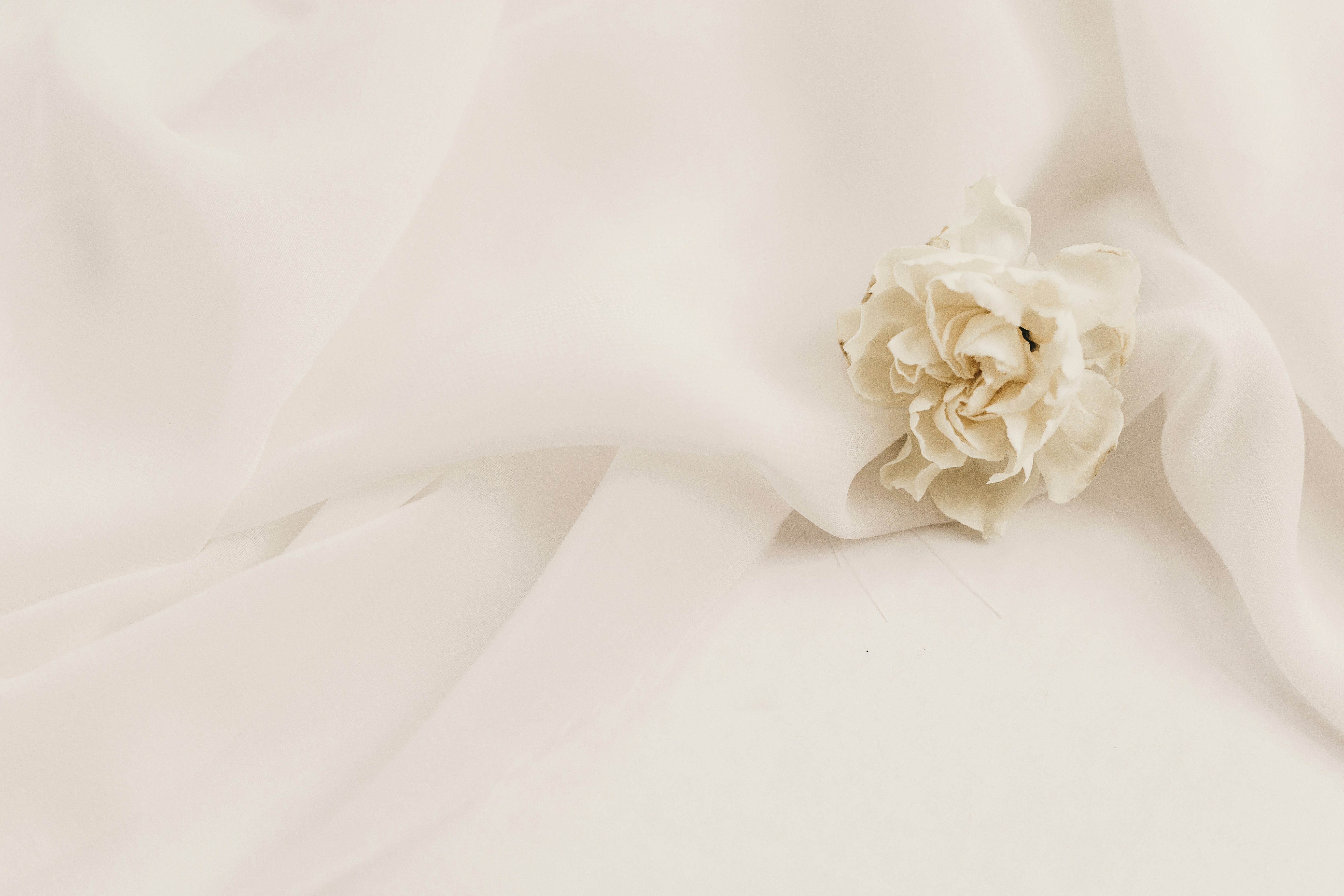 Cream Flower on Ivory Silk Fabric — White Backgrounds