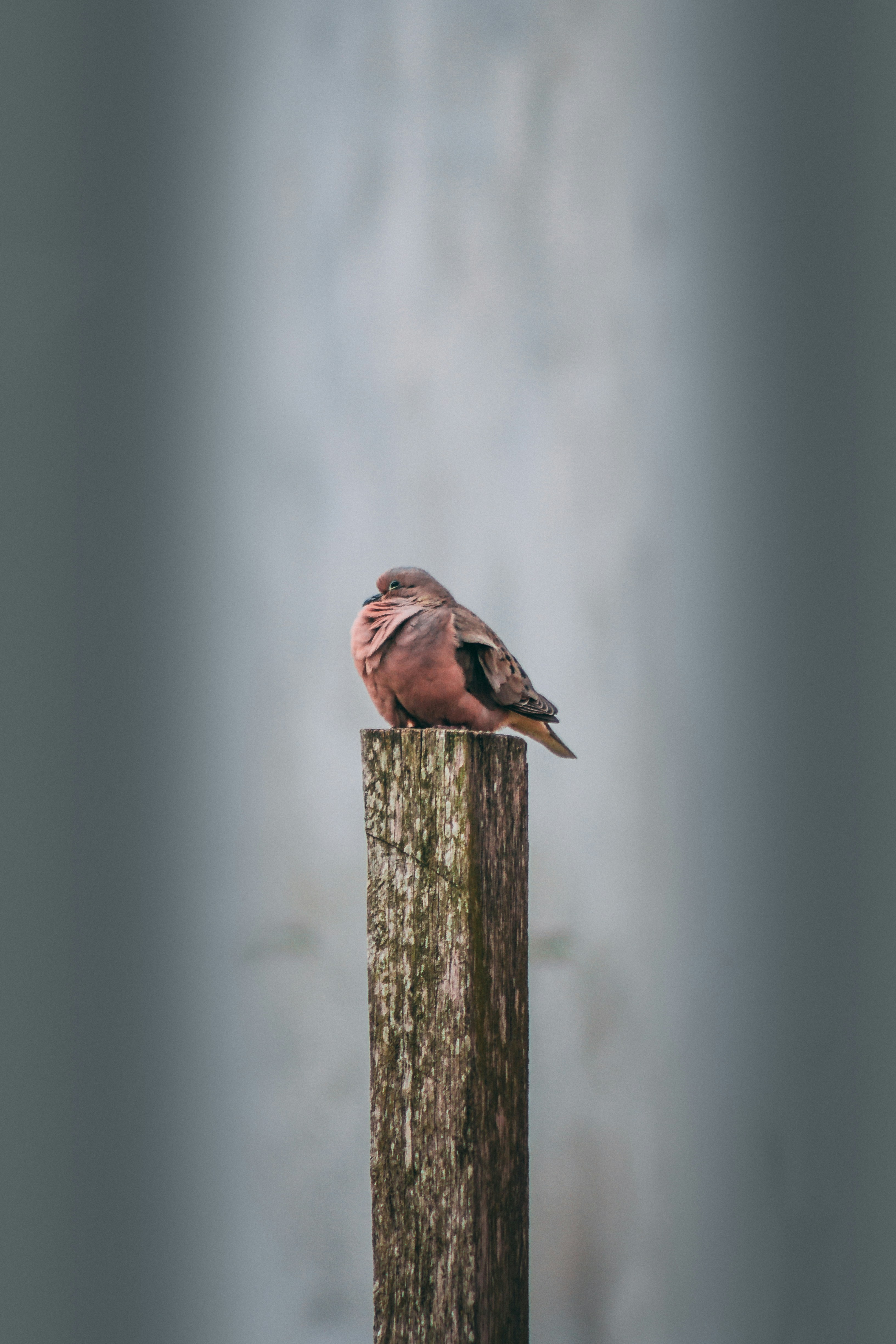 Dove Perched on Wooden Post