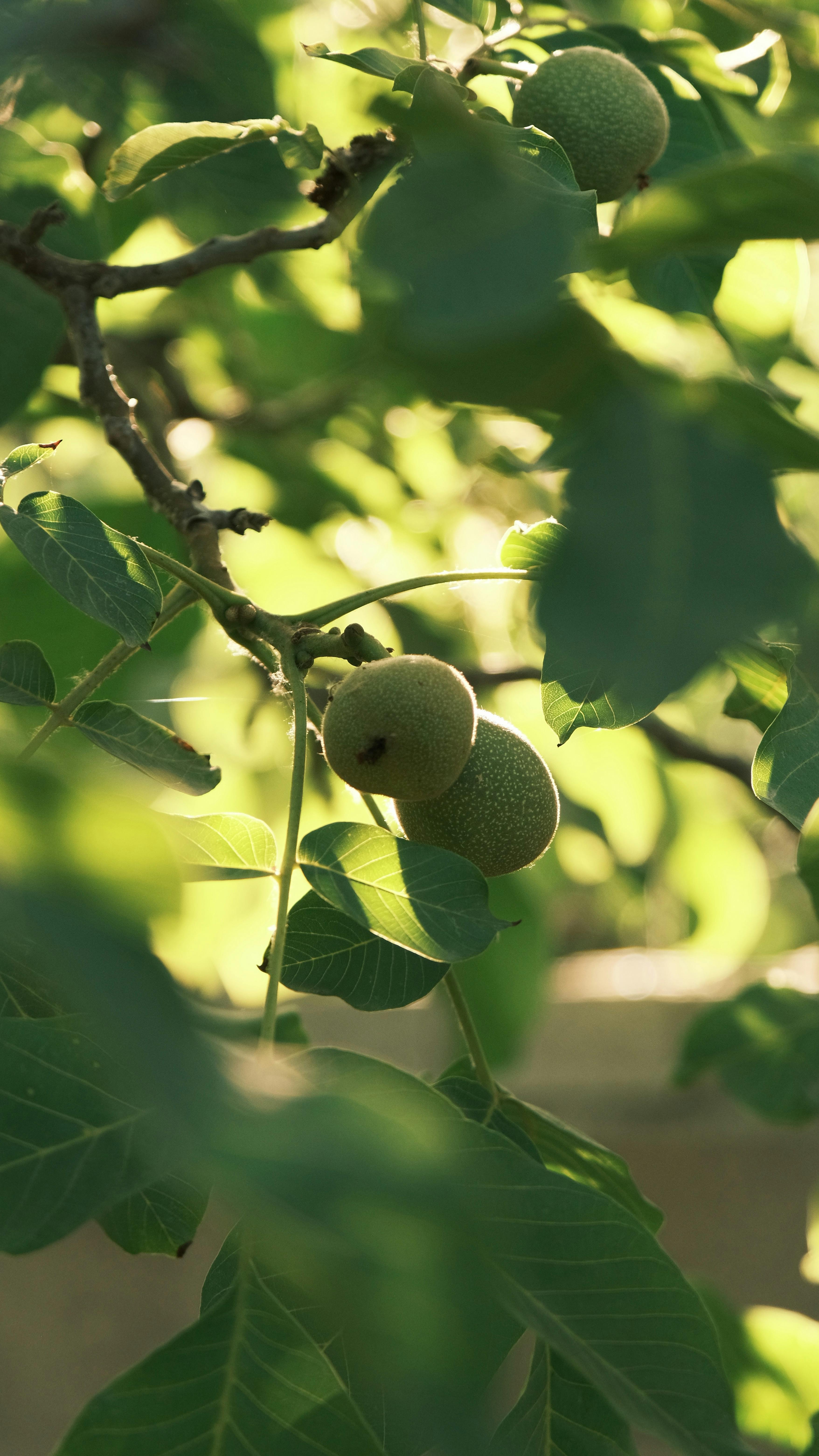 Unripe Walnuts on Tree Branch