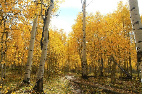 Autumn Aspen Forest Trail
