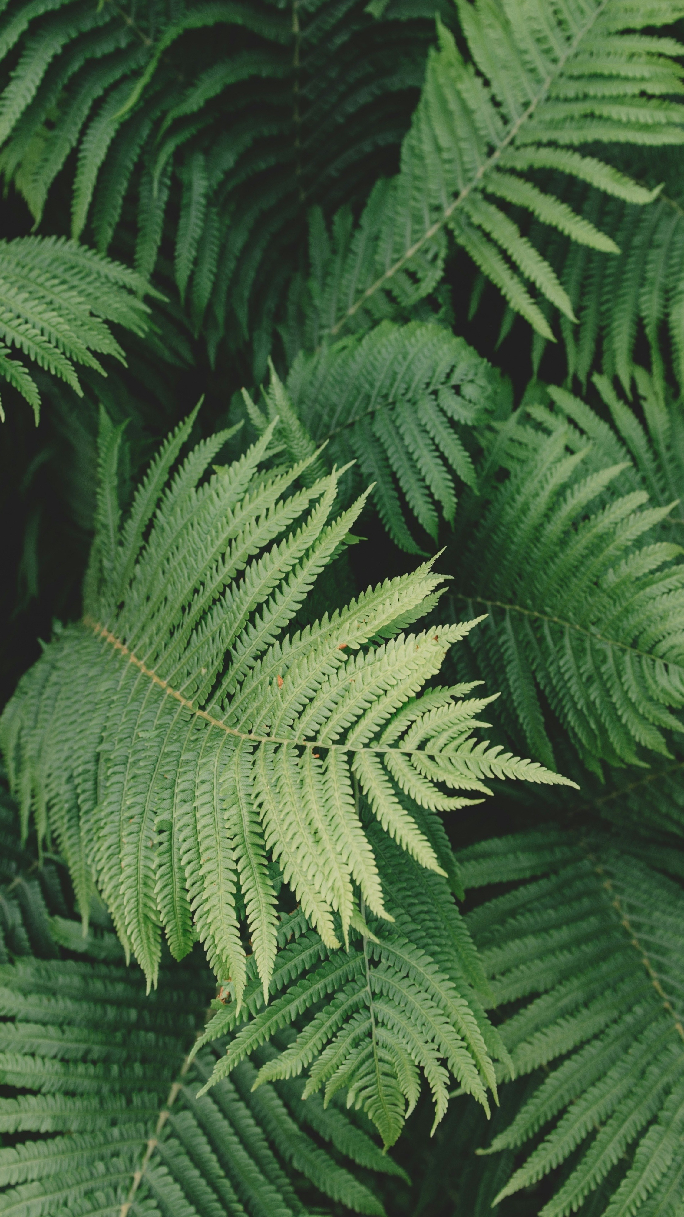 Wallpapers
