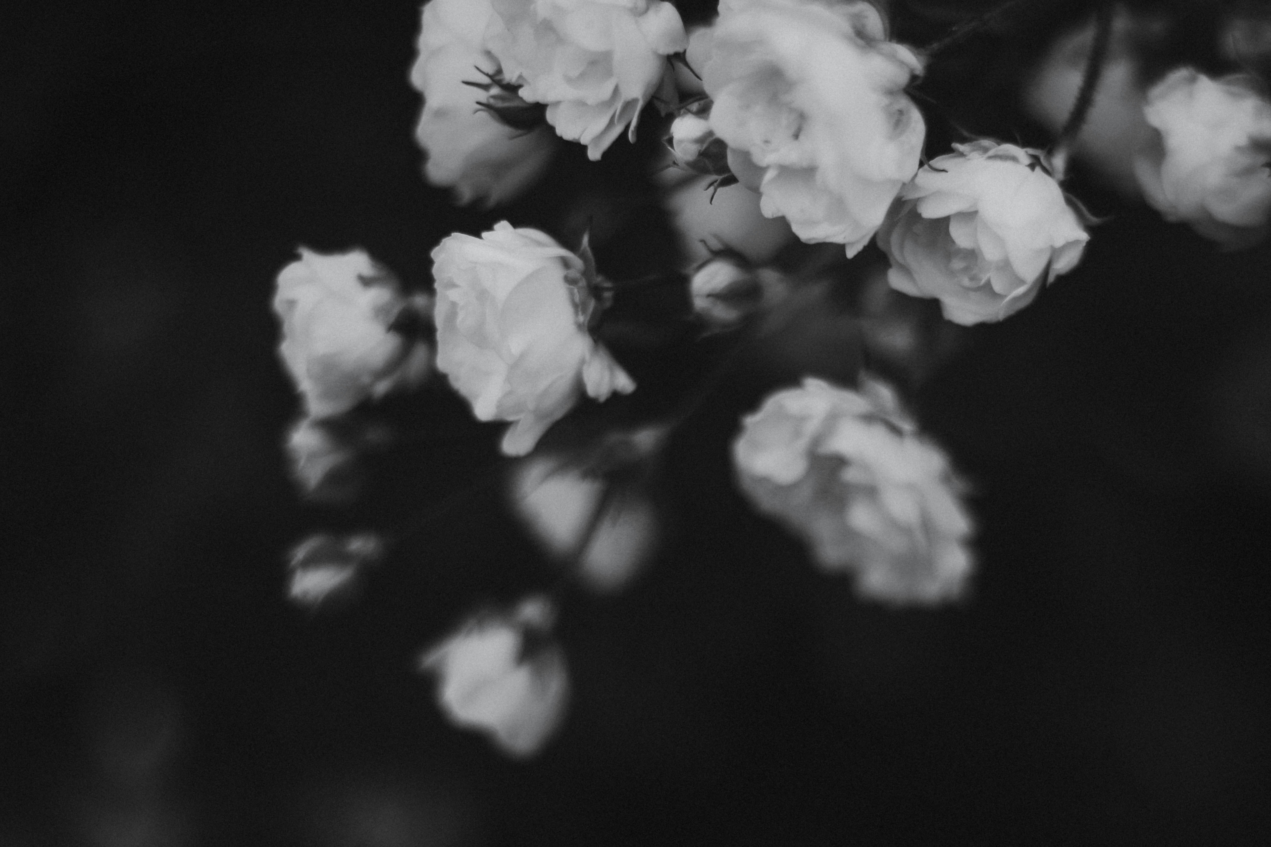 Black and White Rose Cluster