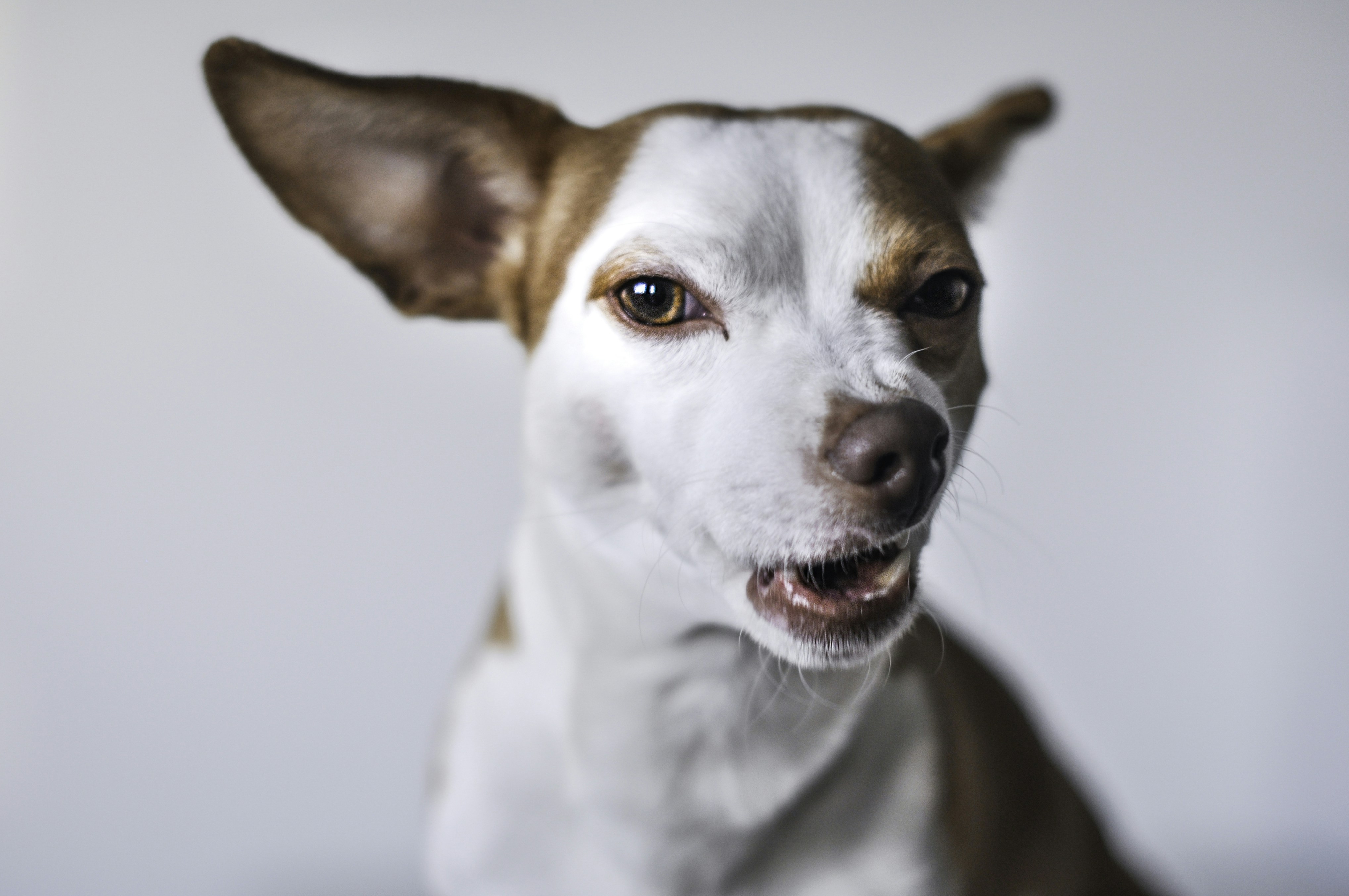 Snarling Brown and White Dog
