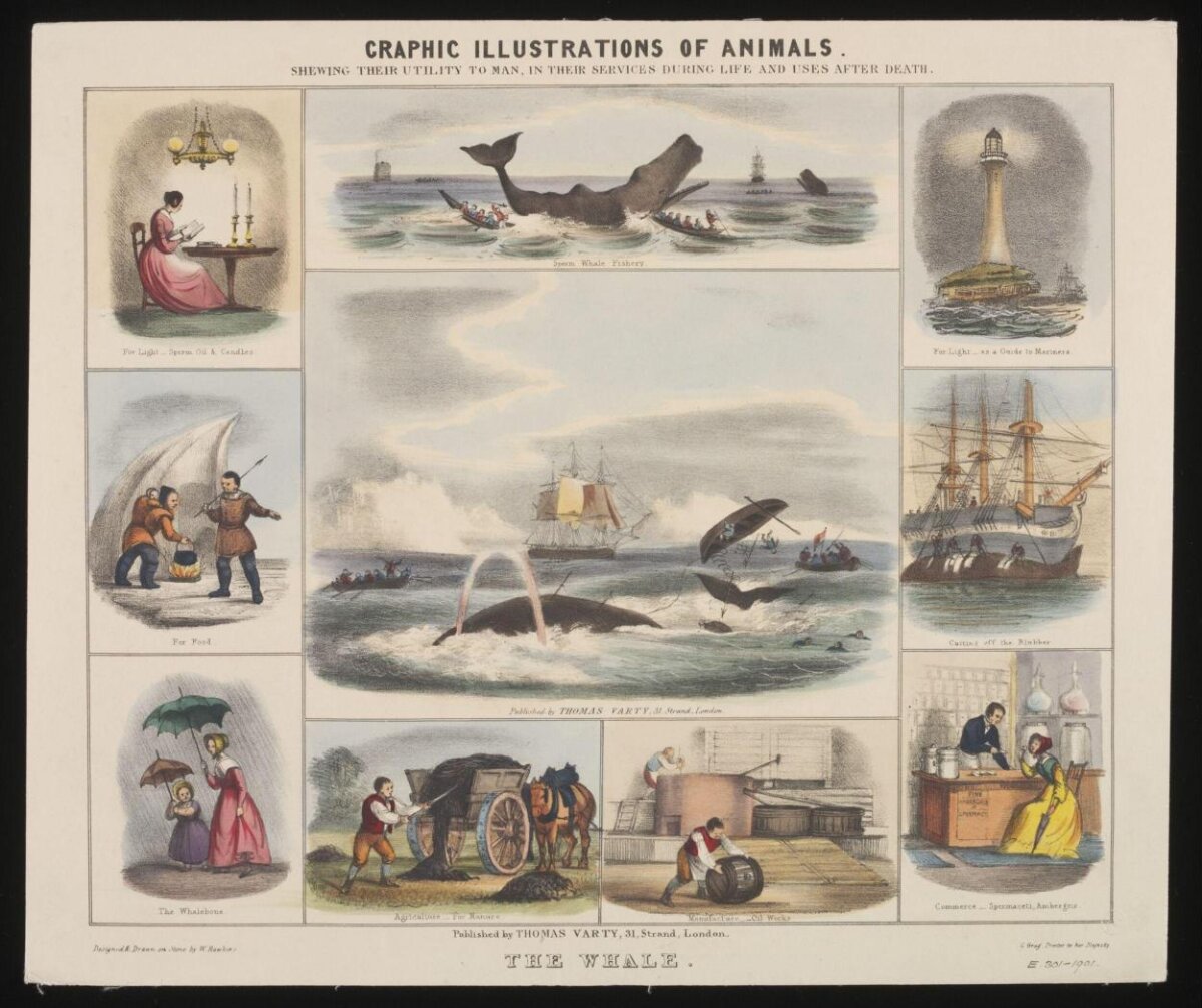 Victorian Illustration of Whale Uses