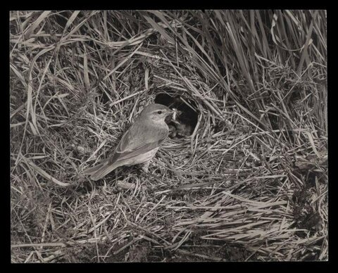 Adult Bird at Nest Feeding Chicks