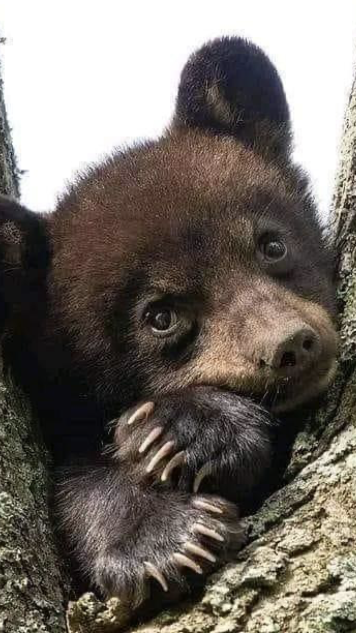 Bear Cub Hiding in Tree
