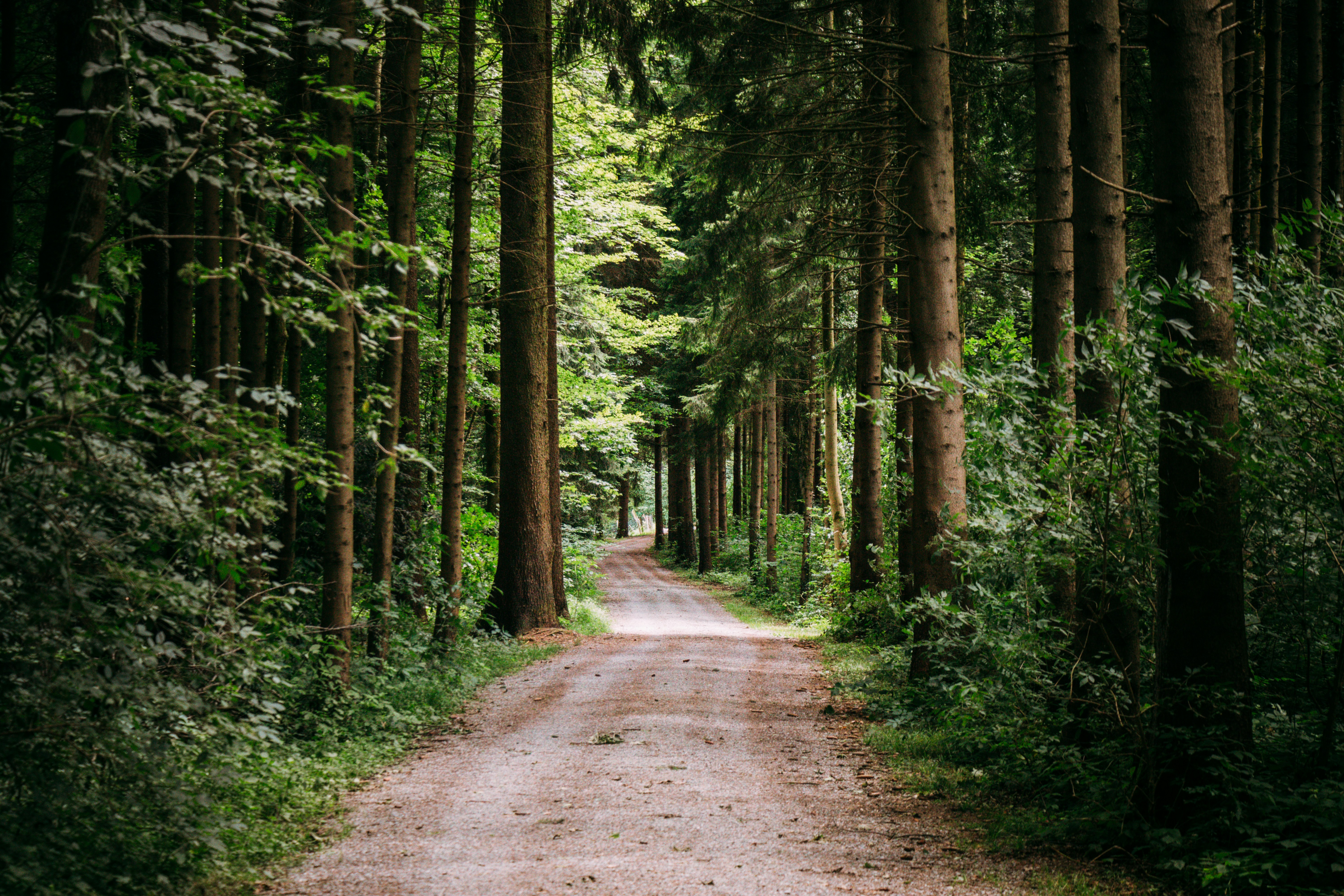 Gravel Path Through Dense Forest