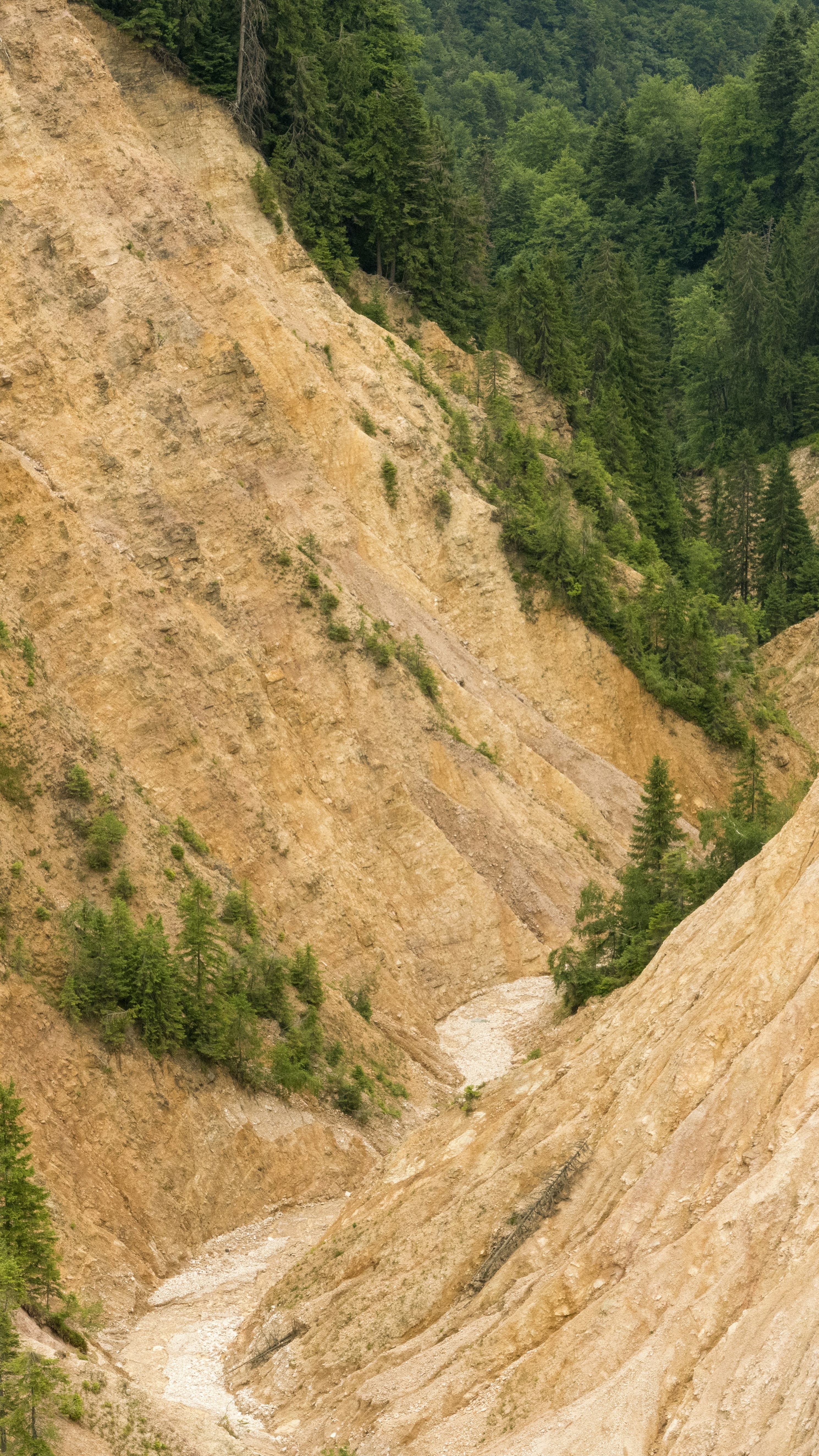 Eroded Mountain Gully With Forest