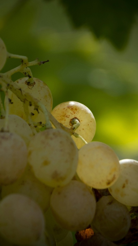 Close-up of White Grapes on Vine