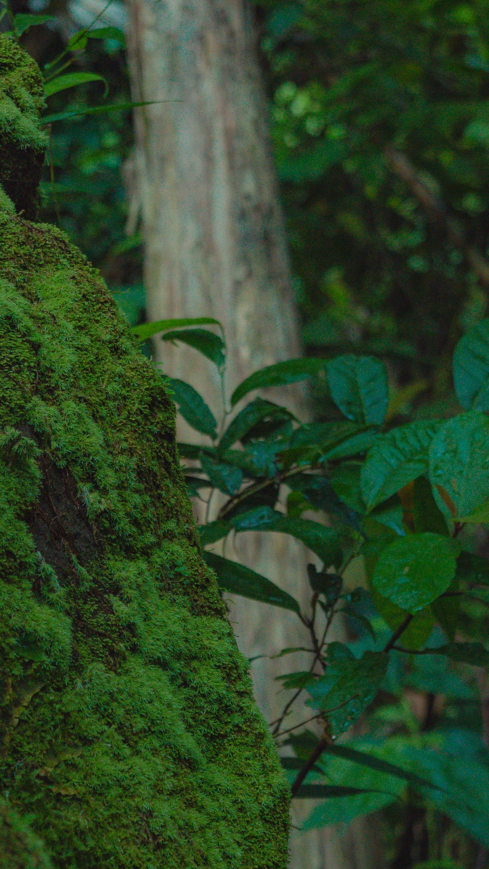 Moss Covered Tree Trunk in Forest