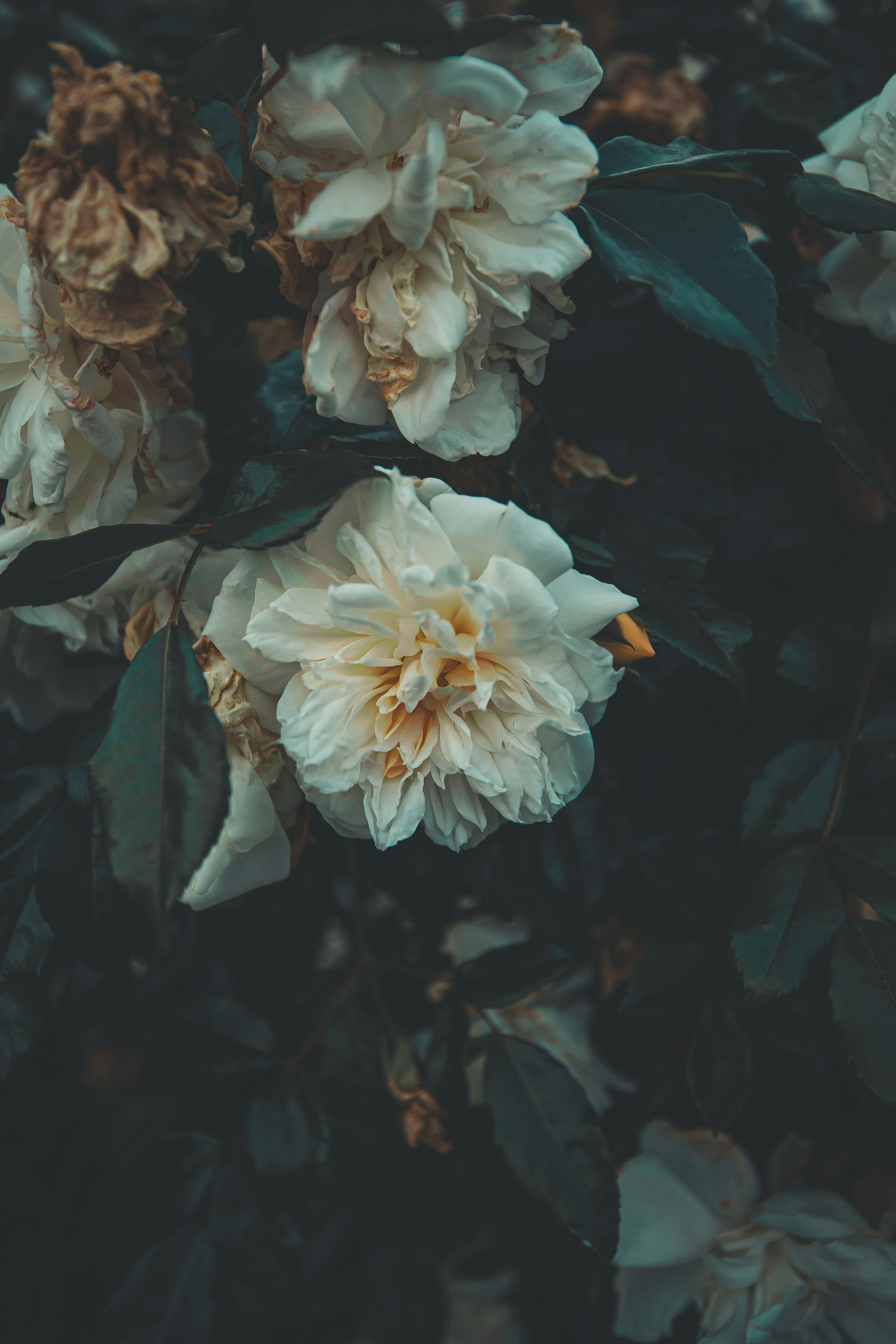 Faded White Roses in Dark Foliage