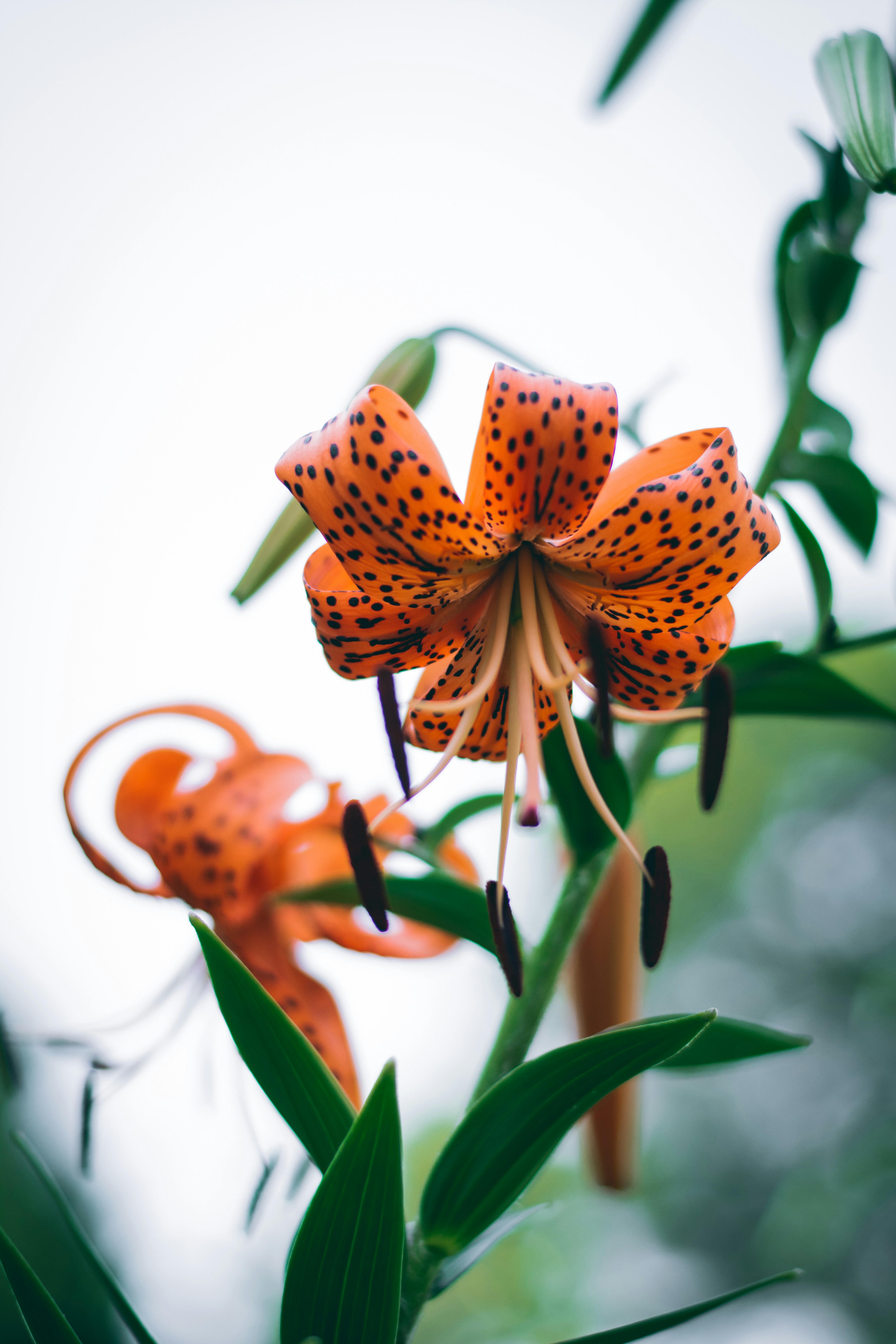Orange Spotted Tiger Lilies
