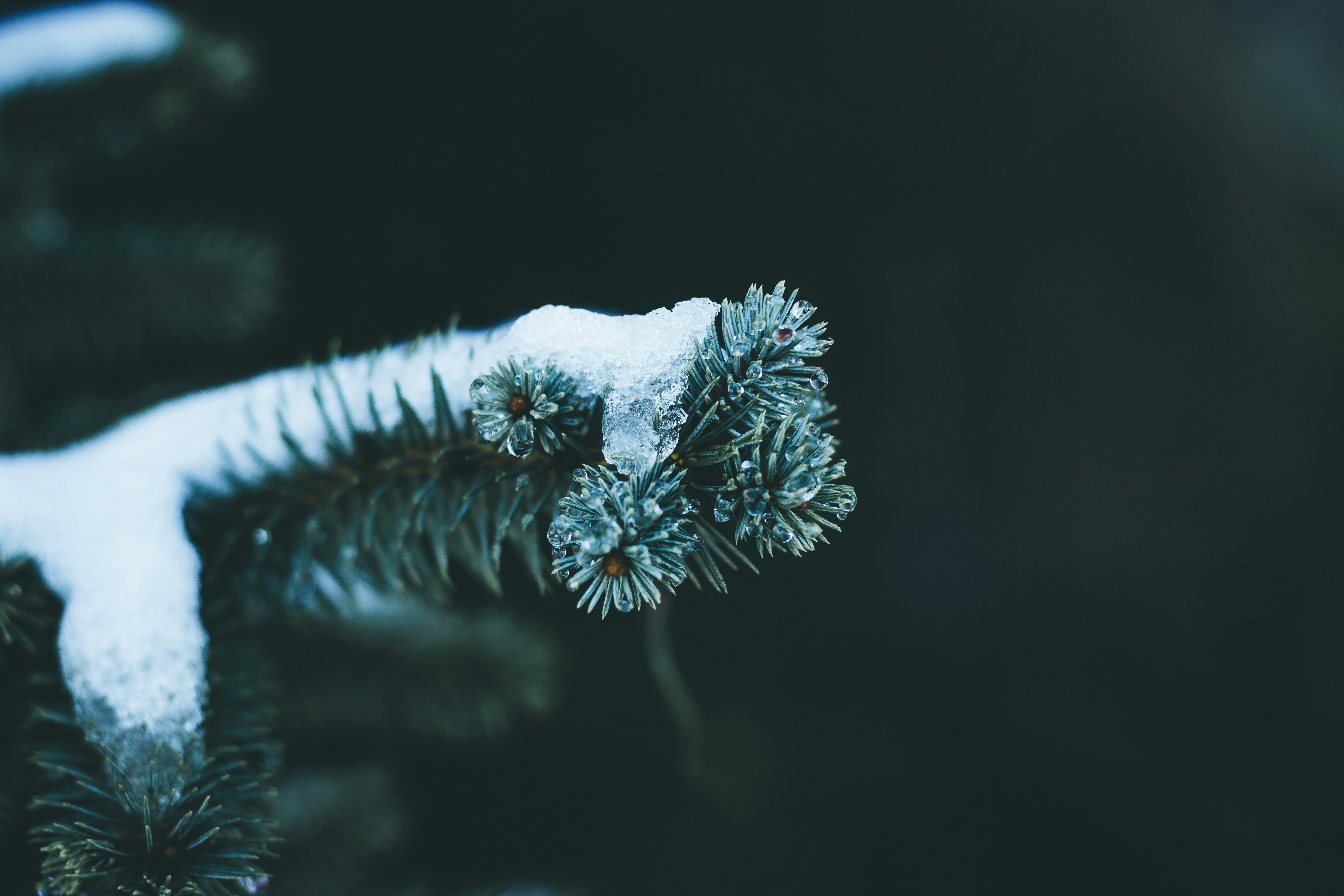 Snow-Covered Pine Branch