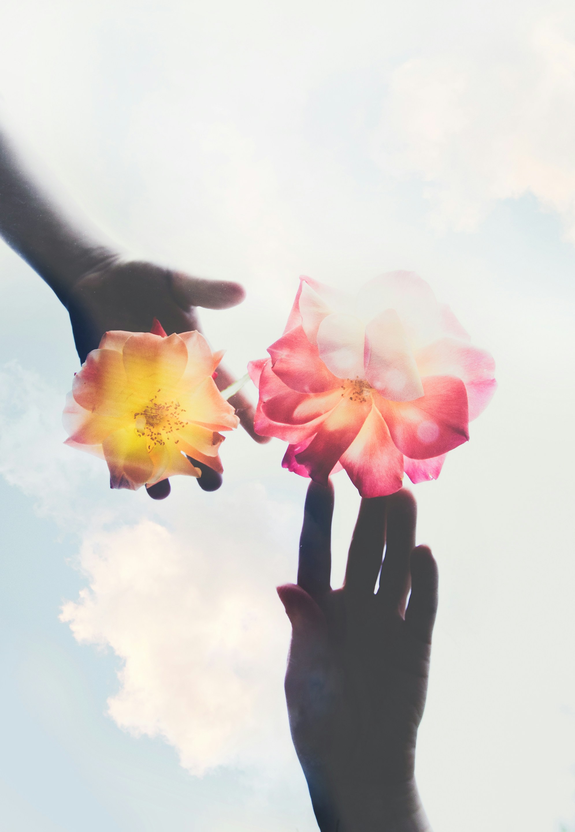 Two Hands Holding Roses Against Sky