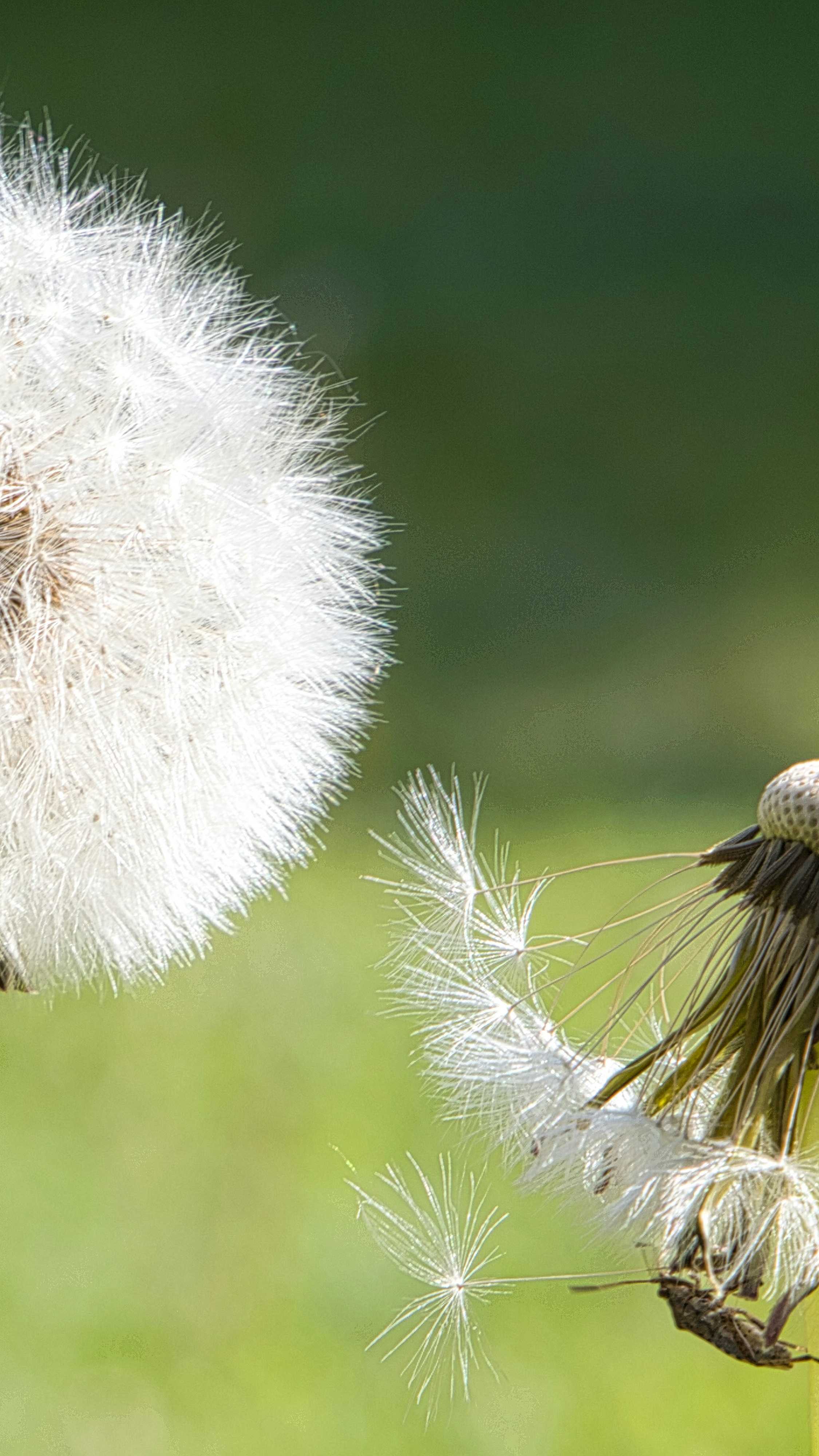 Two Dandelion Seed Heads