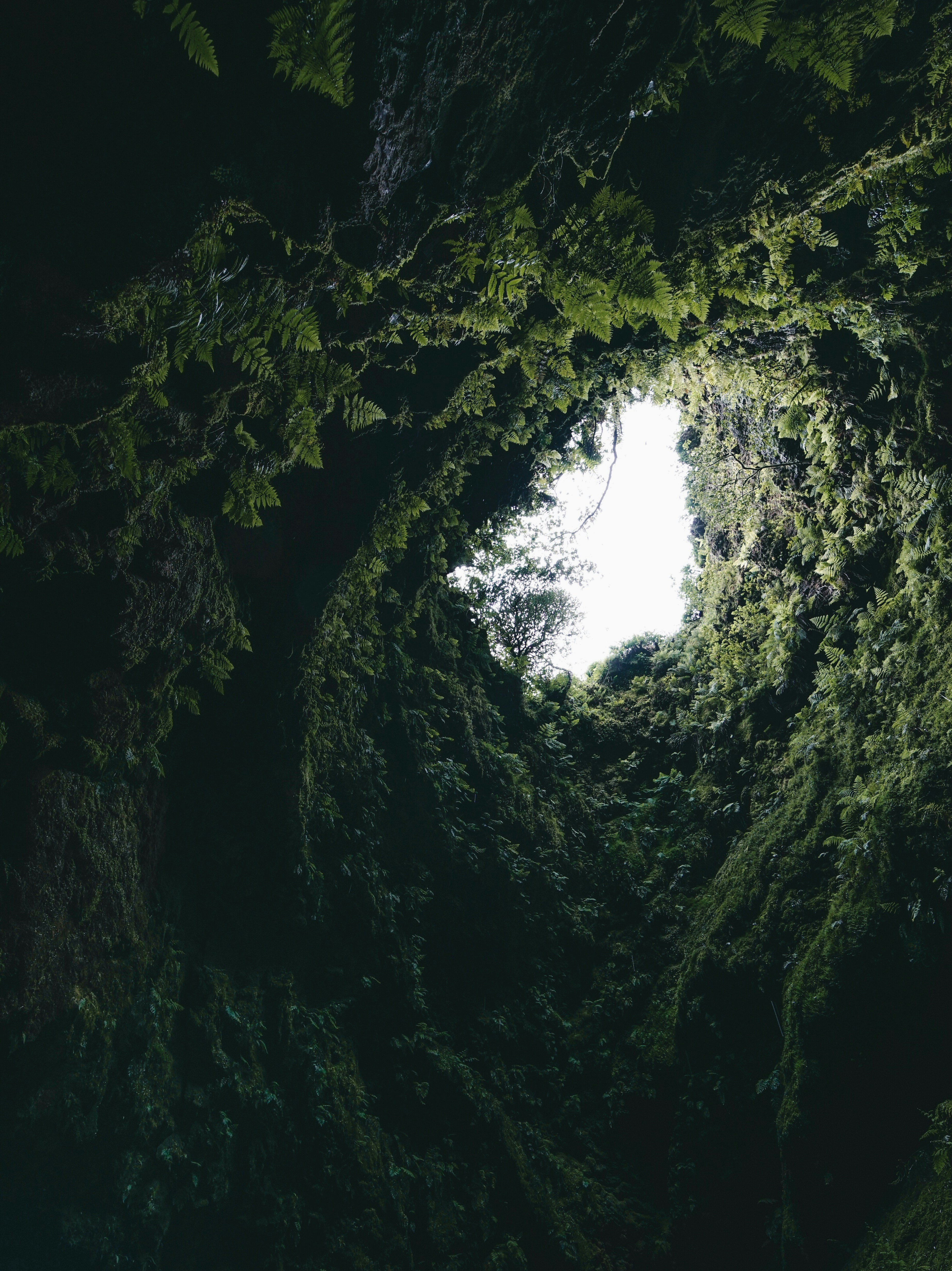 View from Inside Fern-covered Cavern