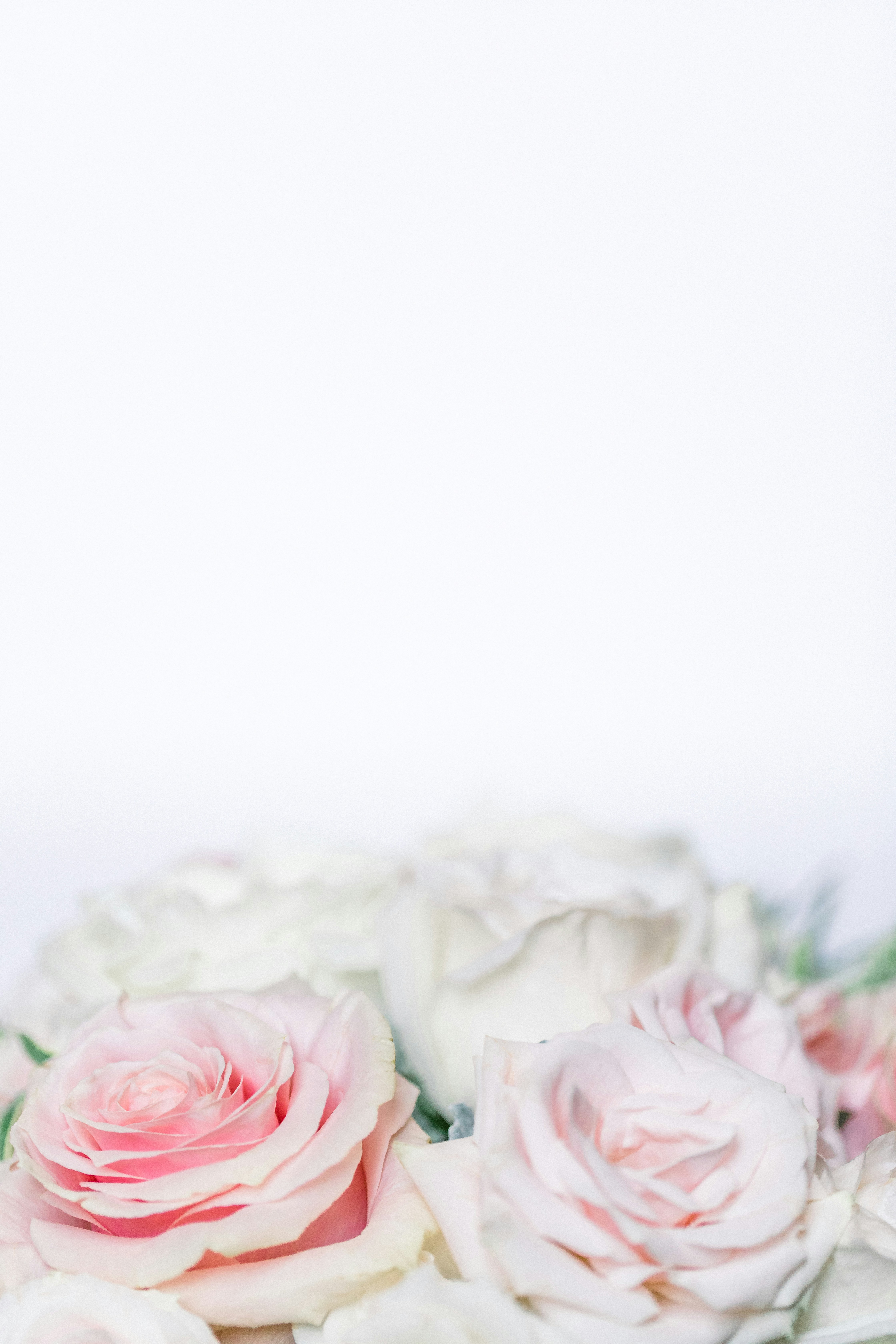 Soft Pink and White Roses