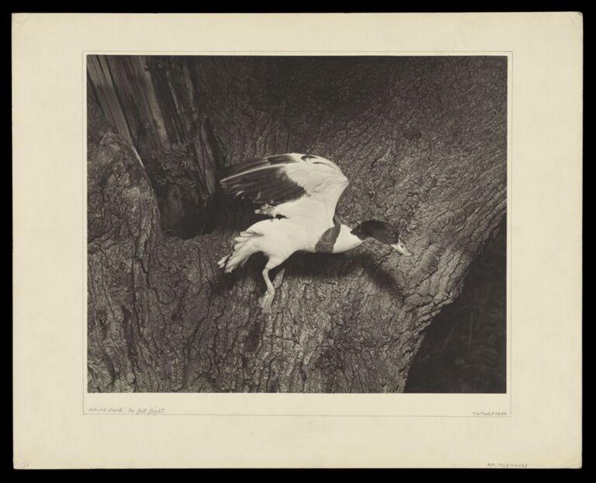 Goldeneye Duck In Full Flight