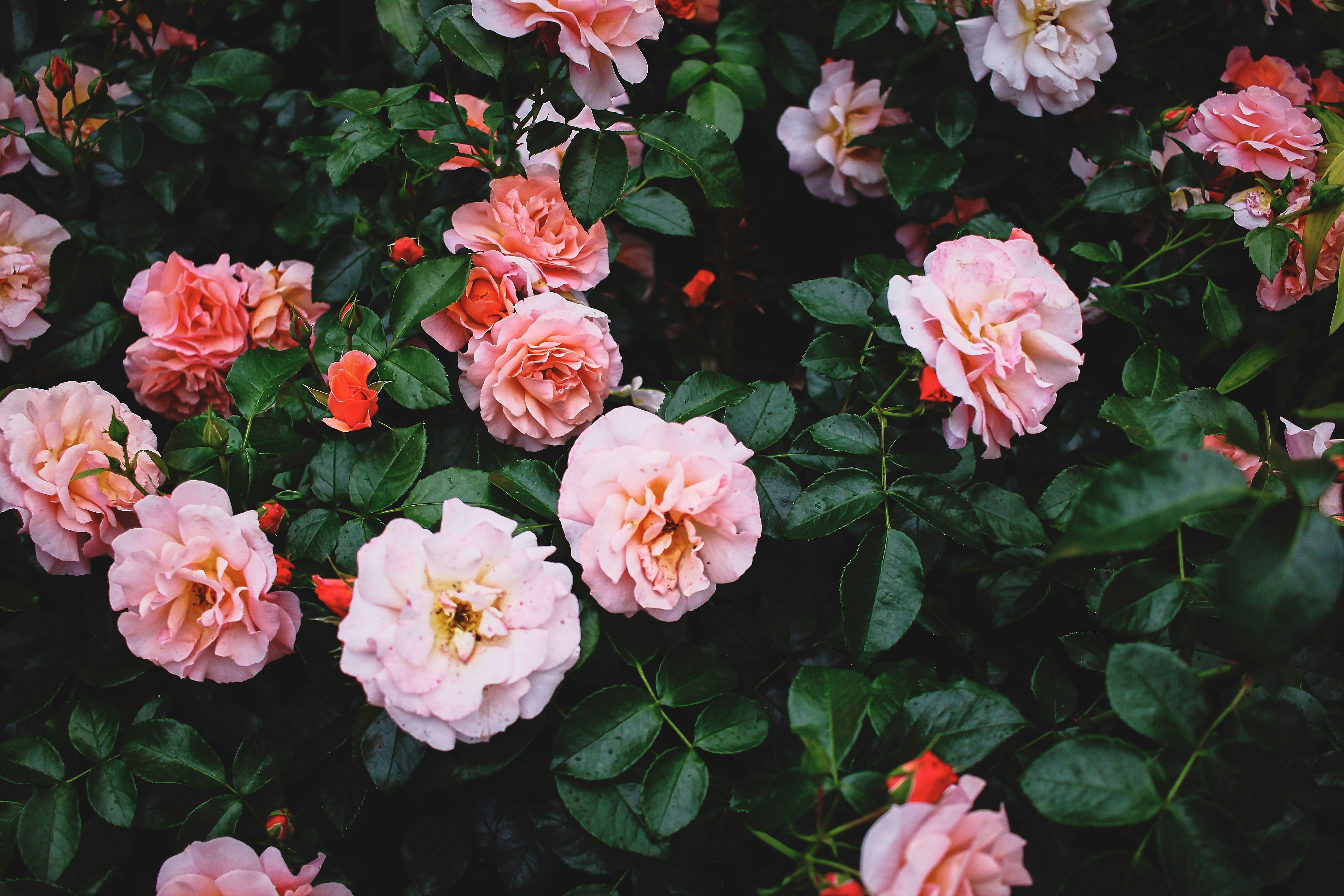 Blooming Pink Roses Among Foliage