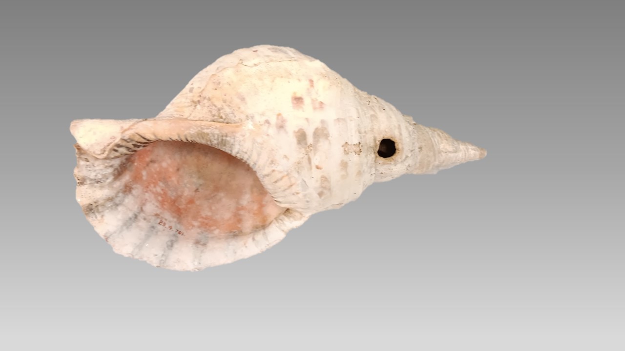 Antique Spiral Seashell Specimen